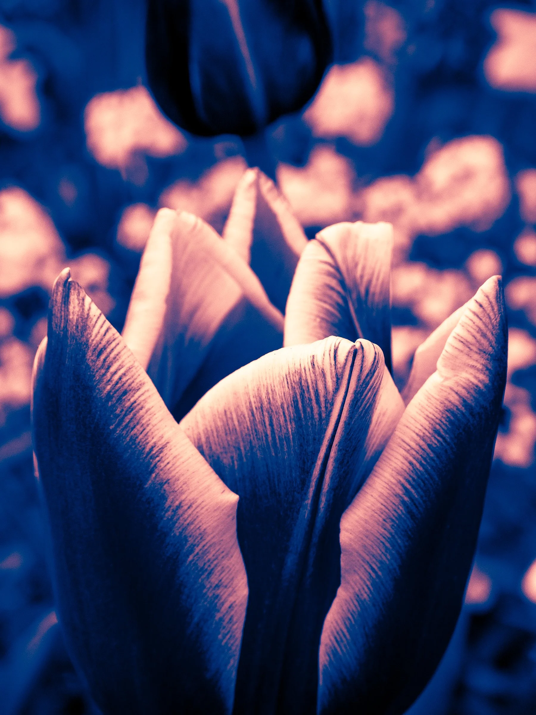 julia-camardese-tulips-06.jpg
