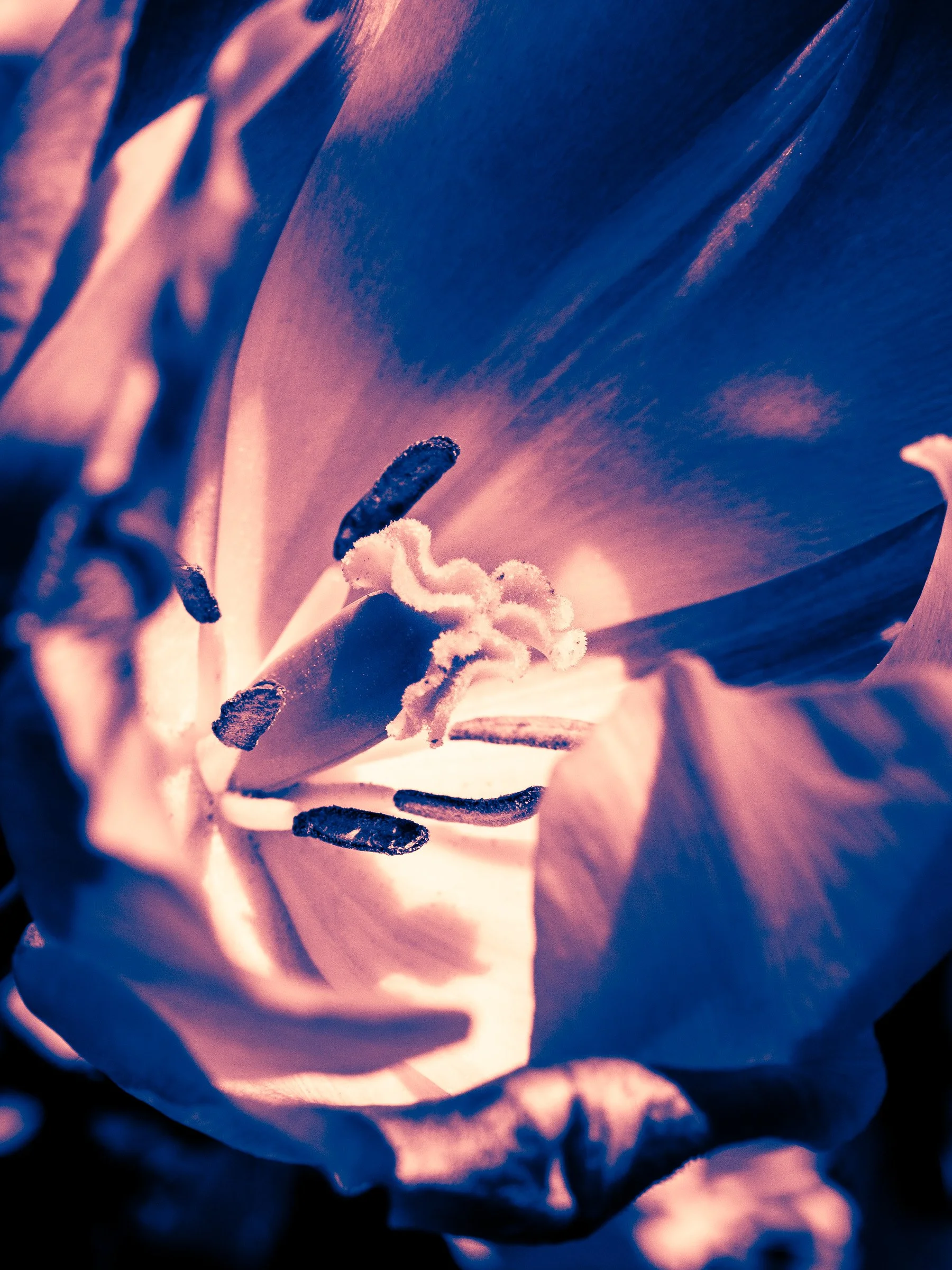 julia-camardese-tulips-14.jpg