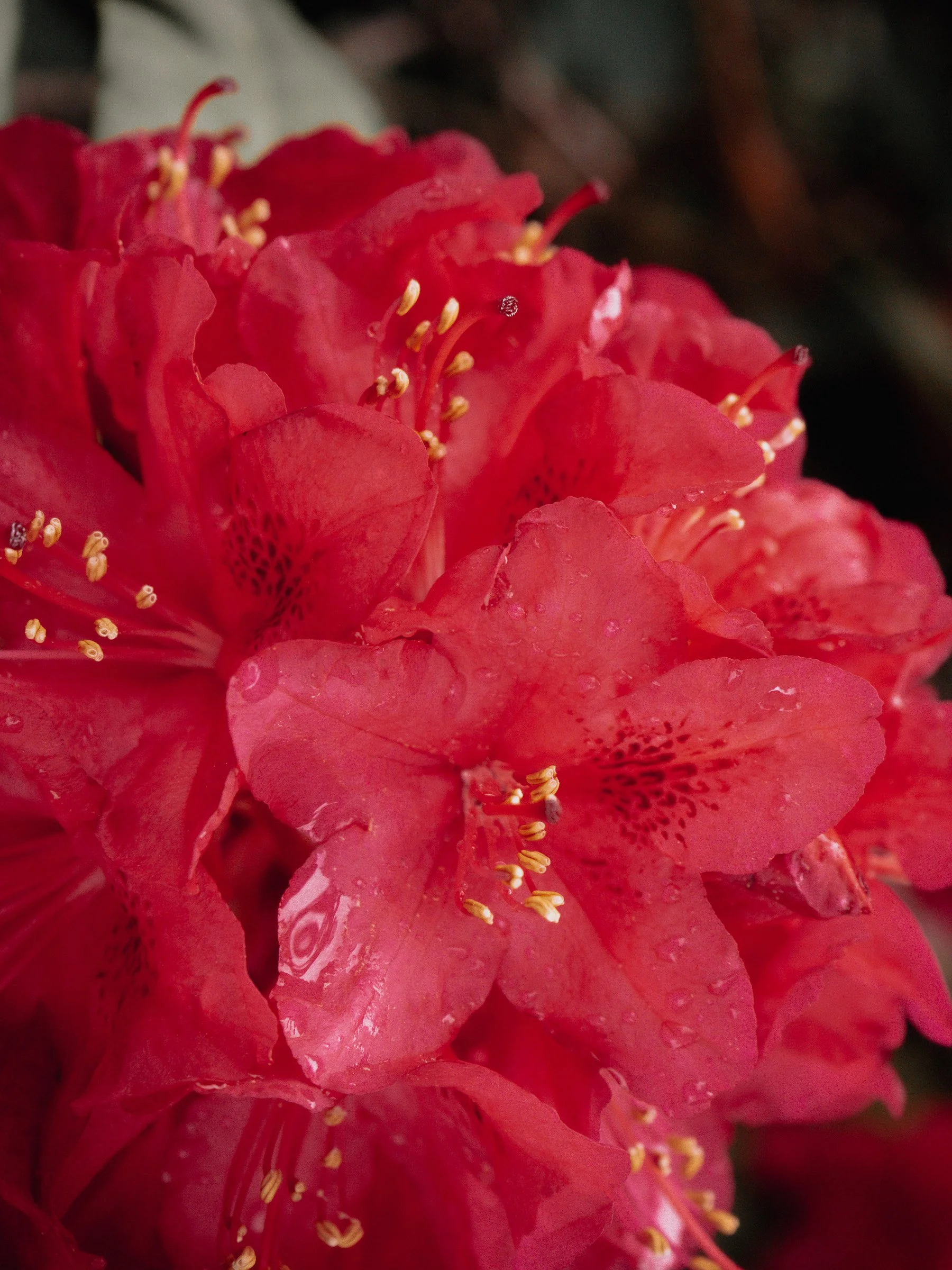 julia-camardese-bloom-08.jpg