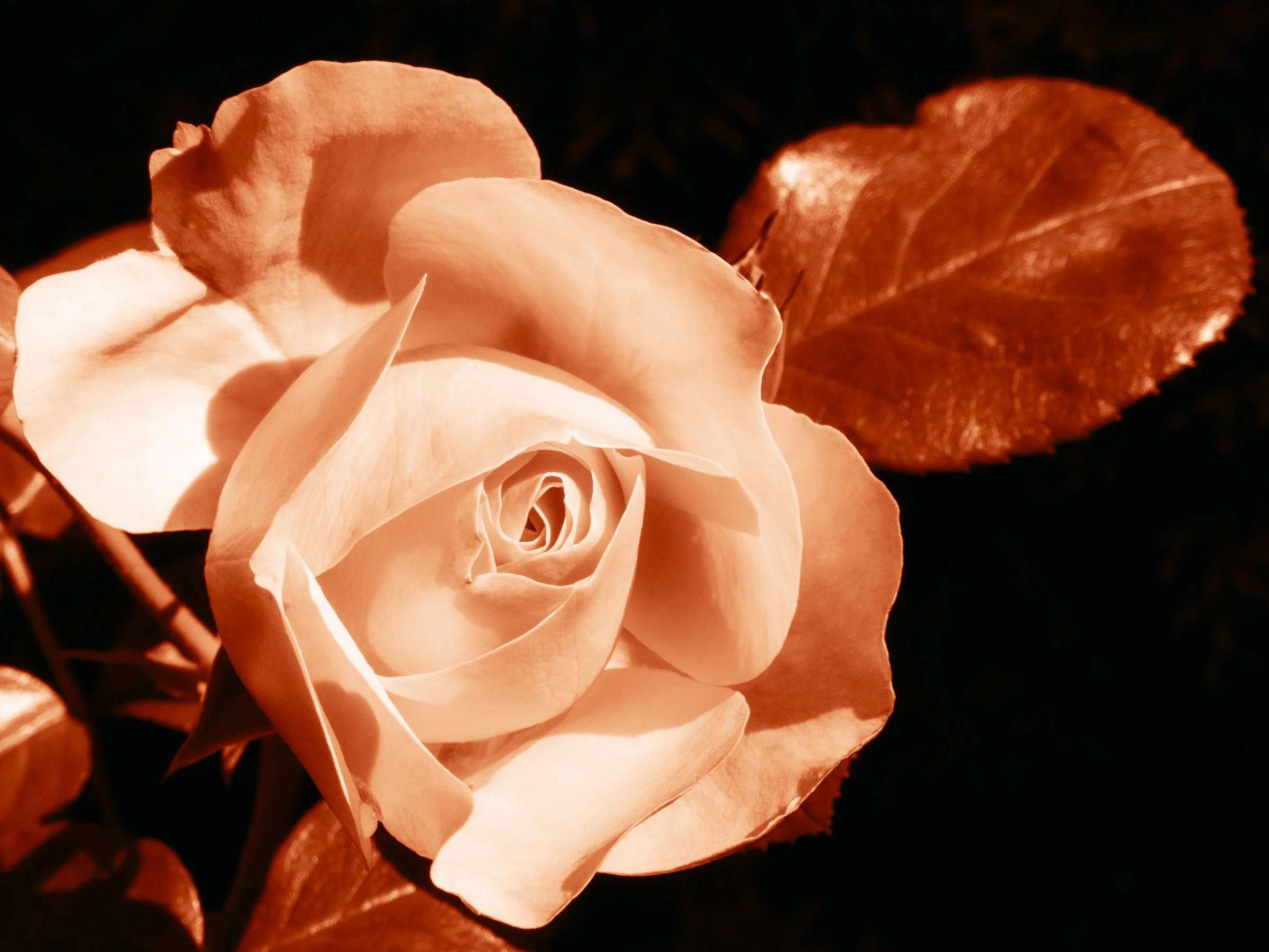 julia-camardese-roses-20.jpg