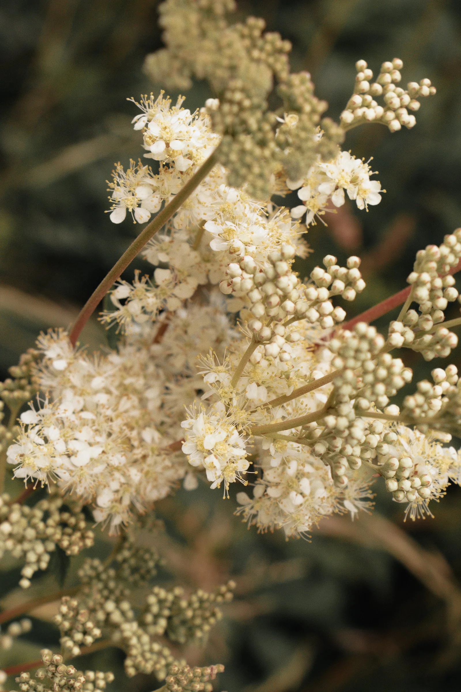 julia-camardese-bloom-24.jpg