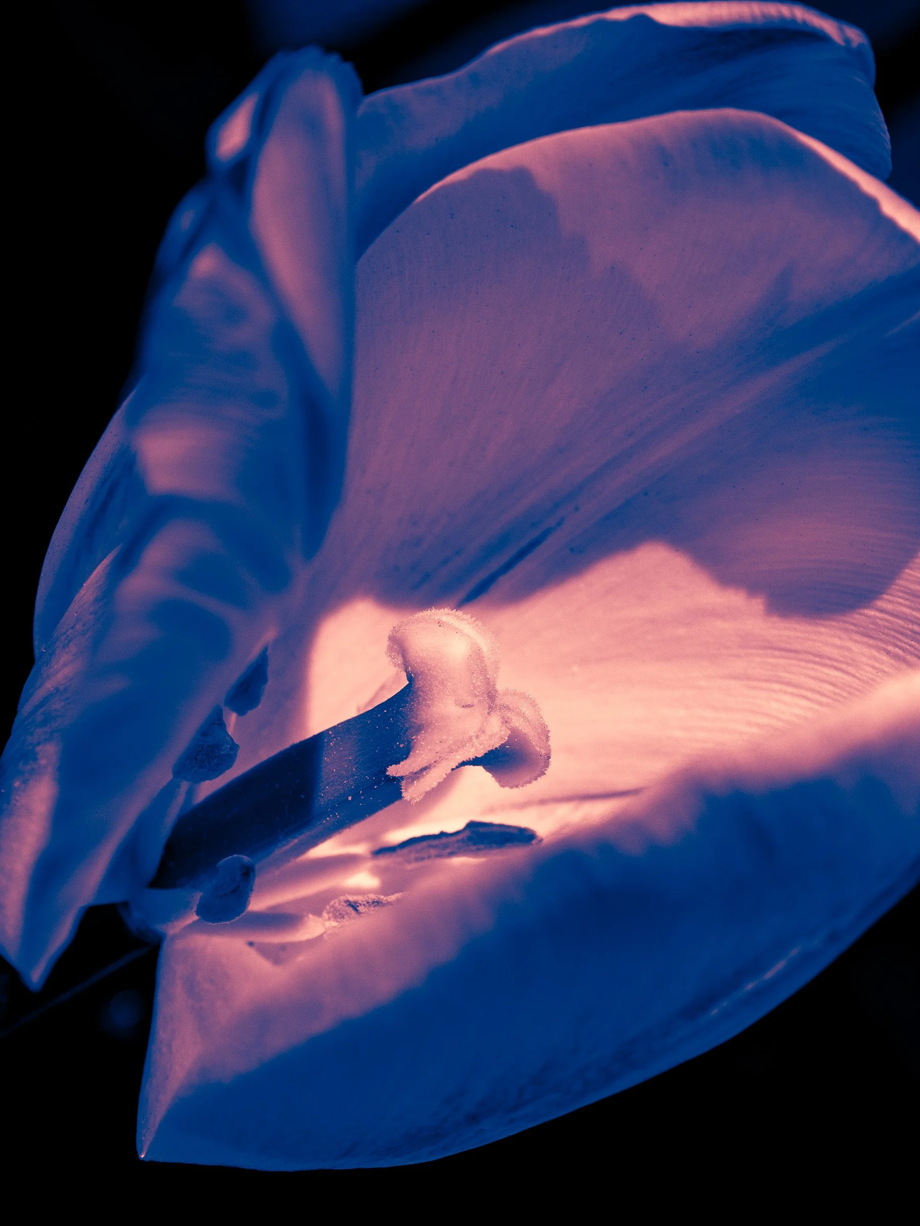 julia-camardese-tulips-11.jpg