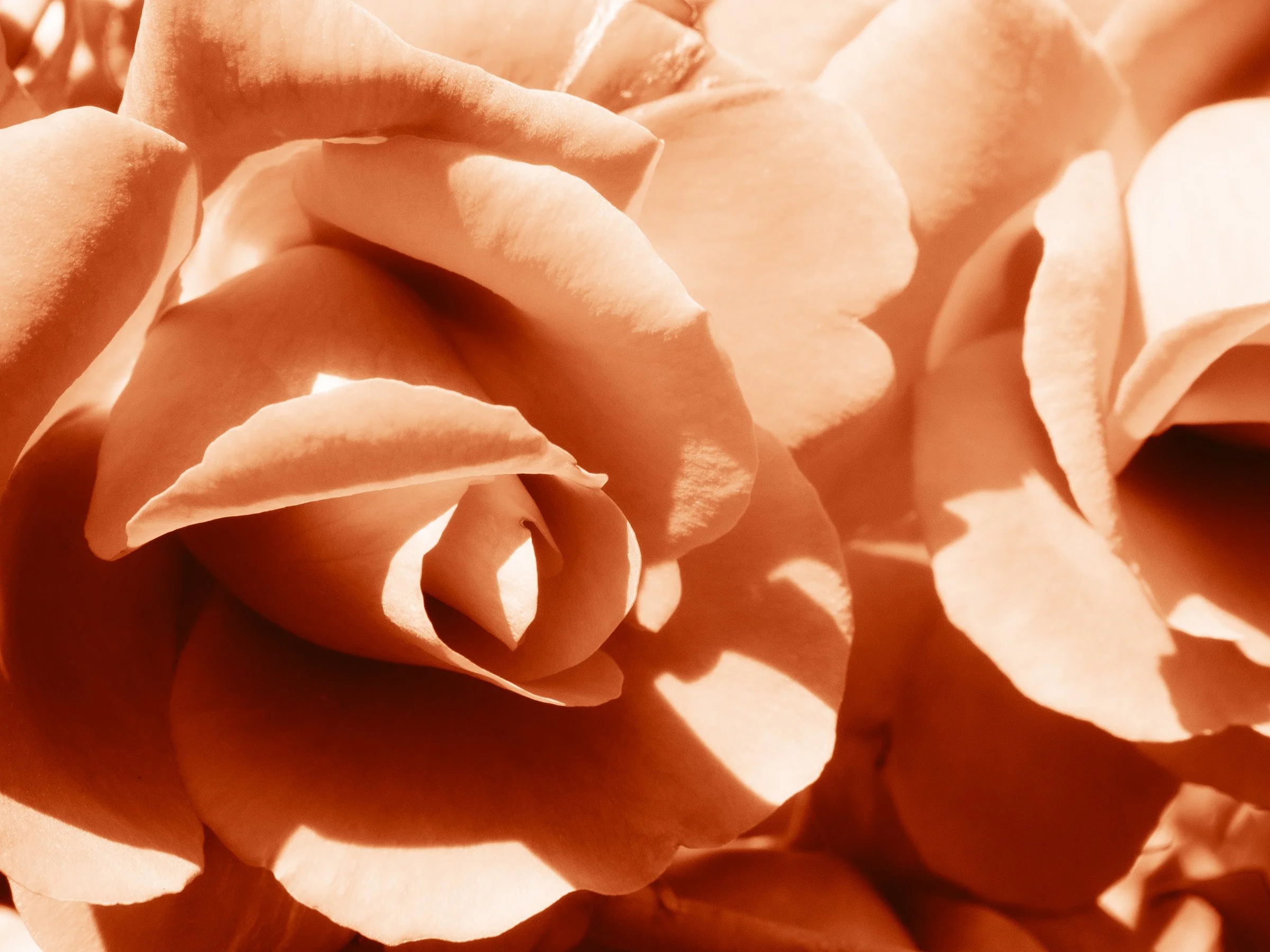 julia-camardese-roses-24.jpg