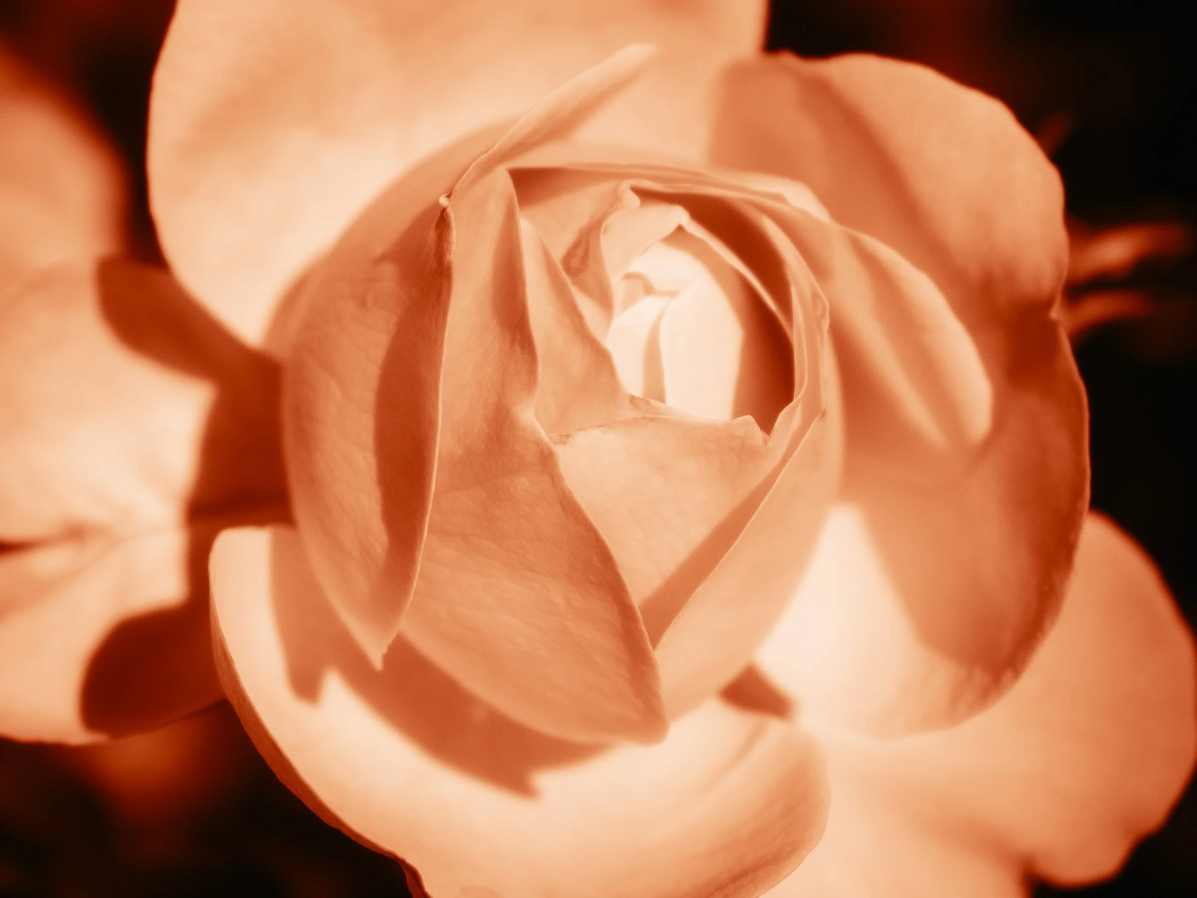 julia-camardese-roses-02.jpg