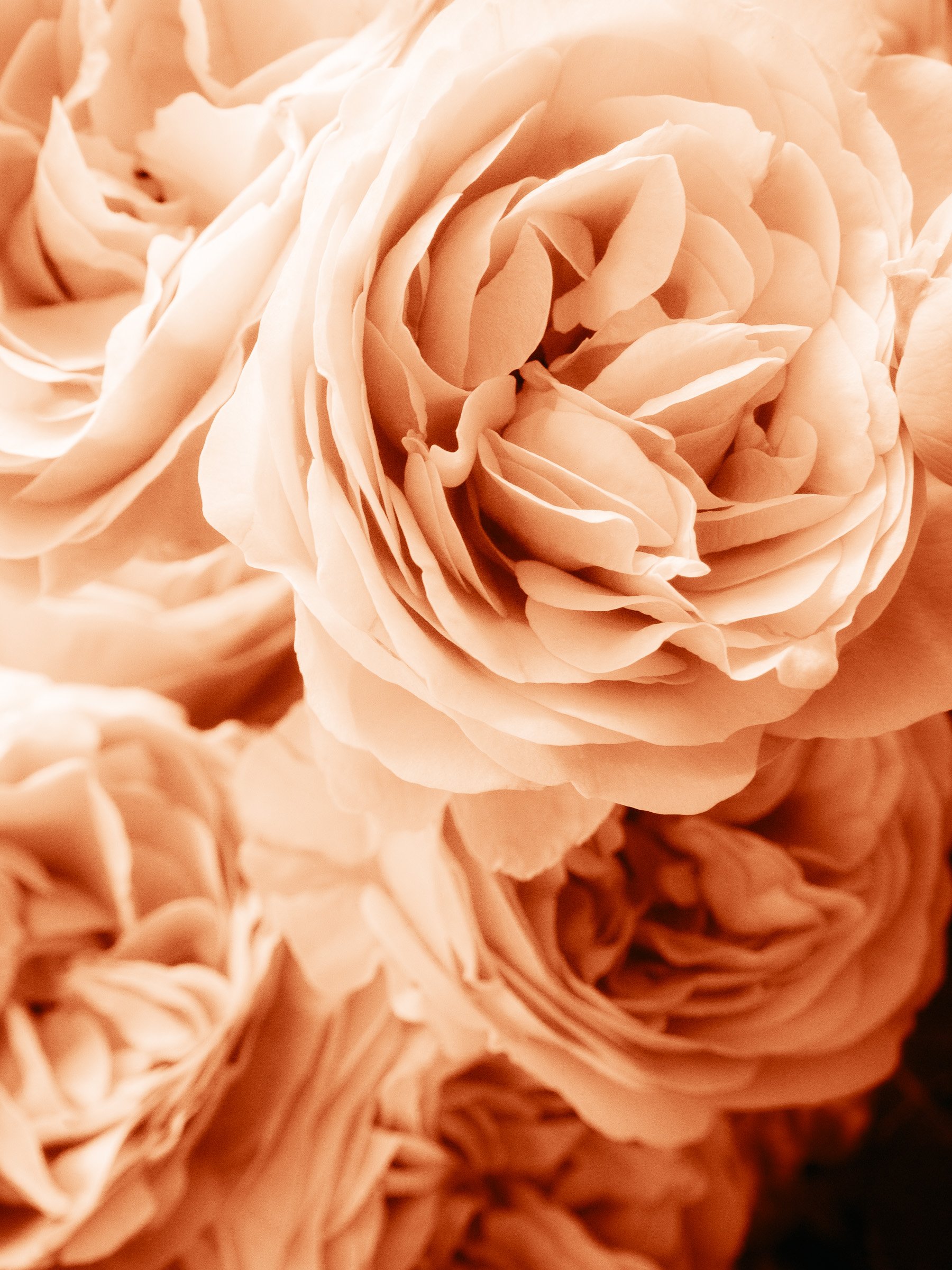 julia-camardese-roses-07.jpg