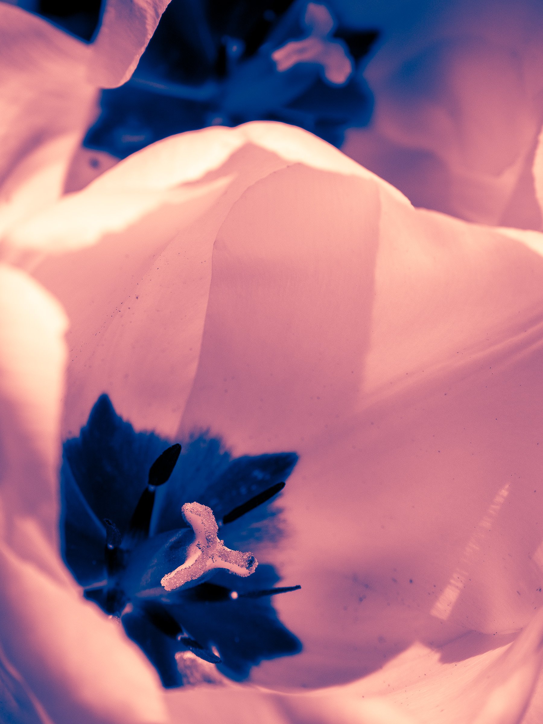 julia-camardese-tulips-12.jpg