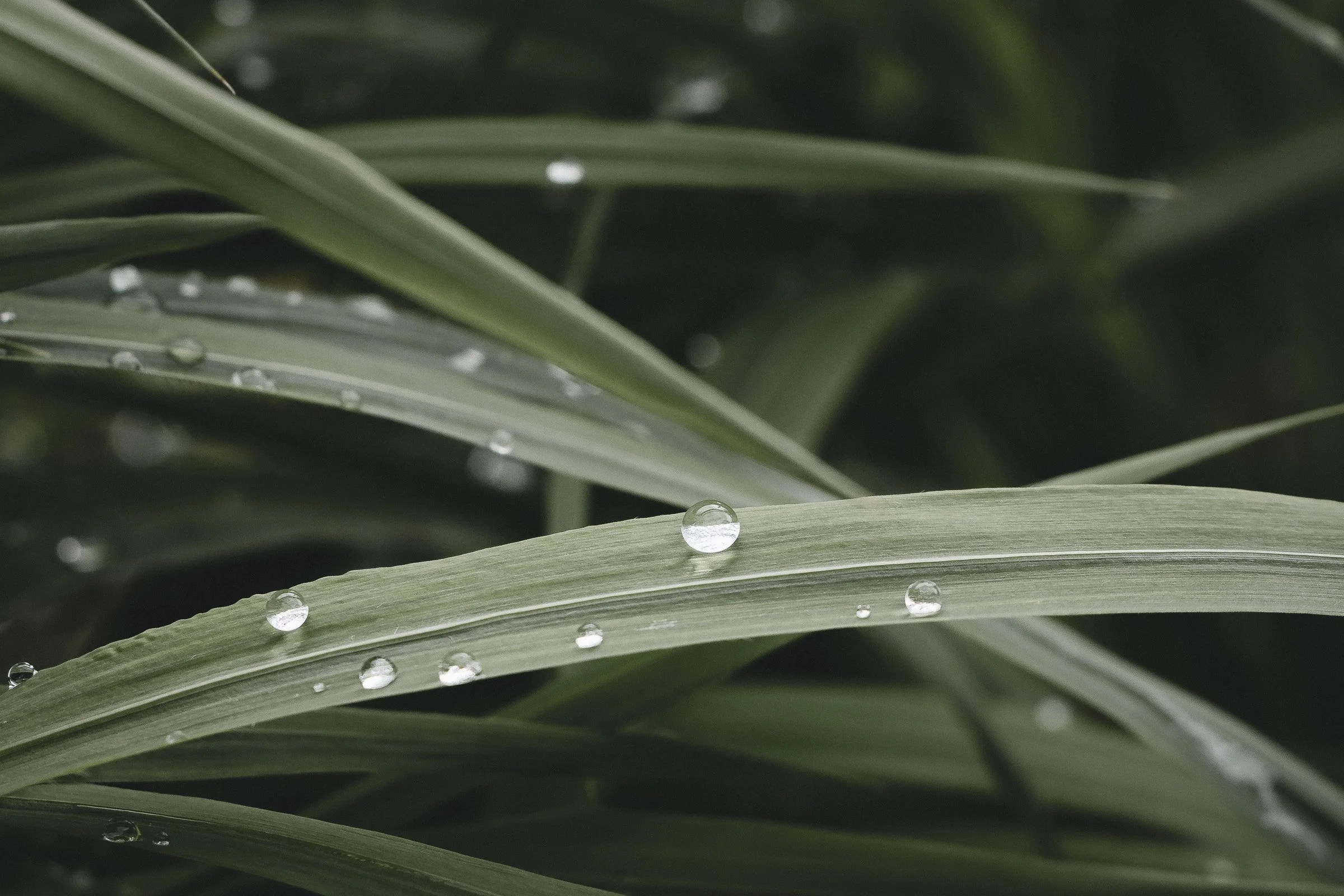 julia-camardese-nature-21.jpg