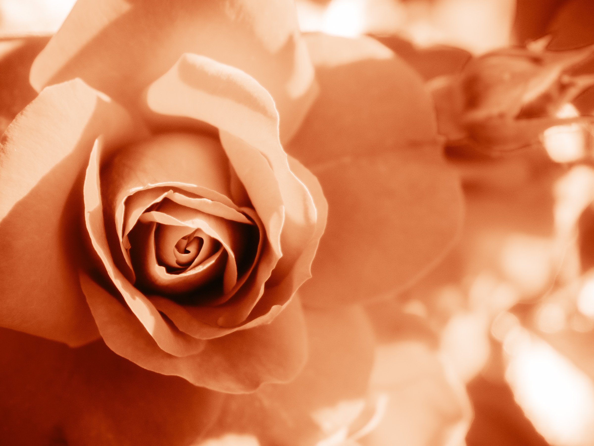 julia-camardese-roses-03.jpg
