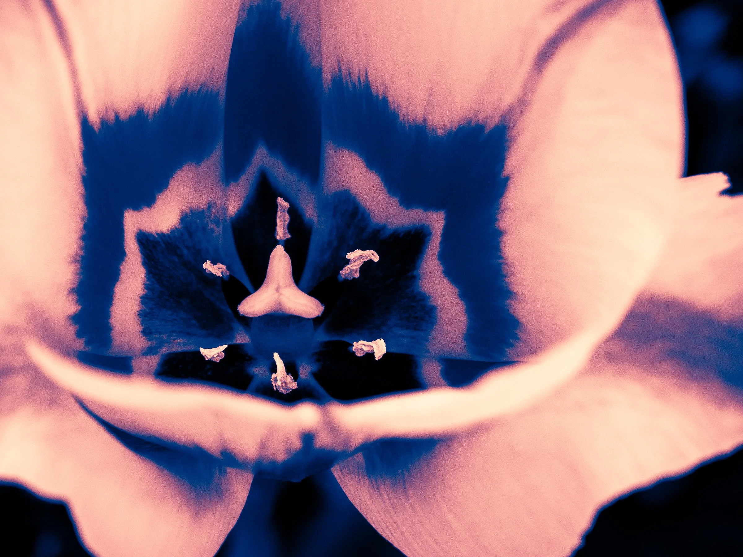 julia-camardese-tulips-15.jpg