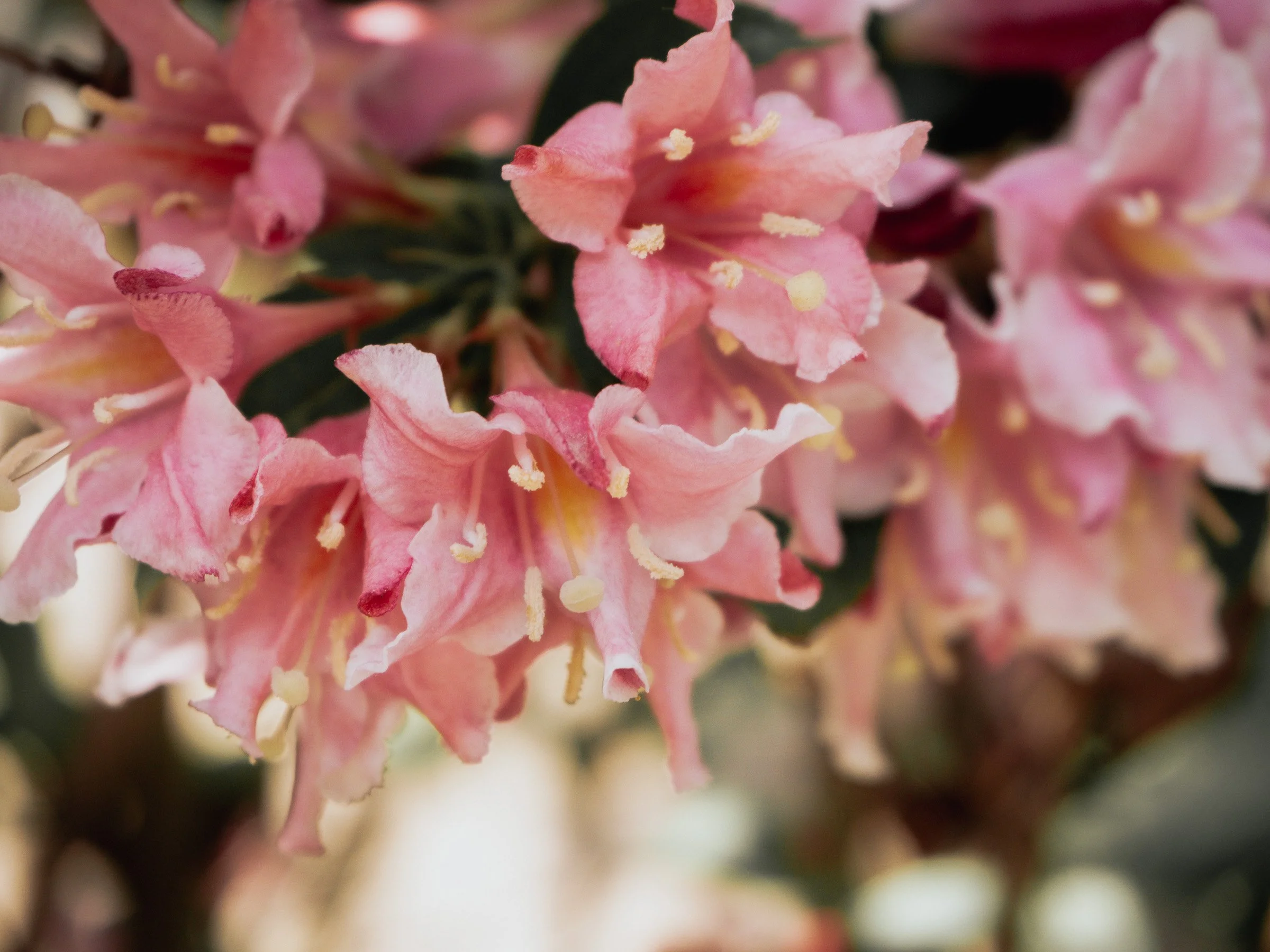 julia-camardese-bloom-06.jpg