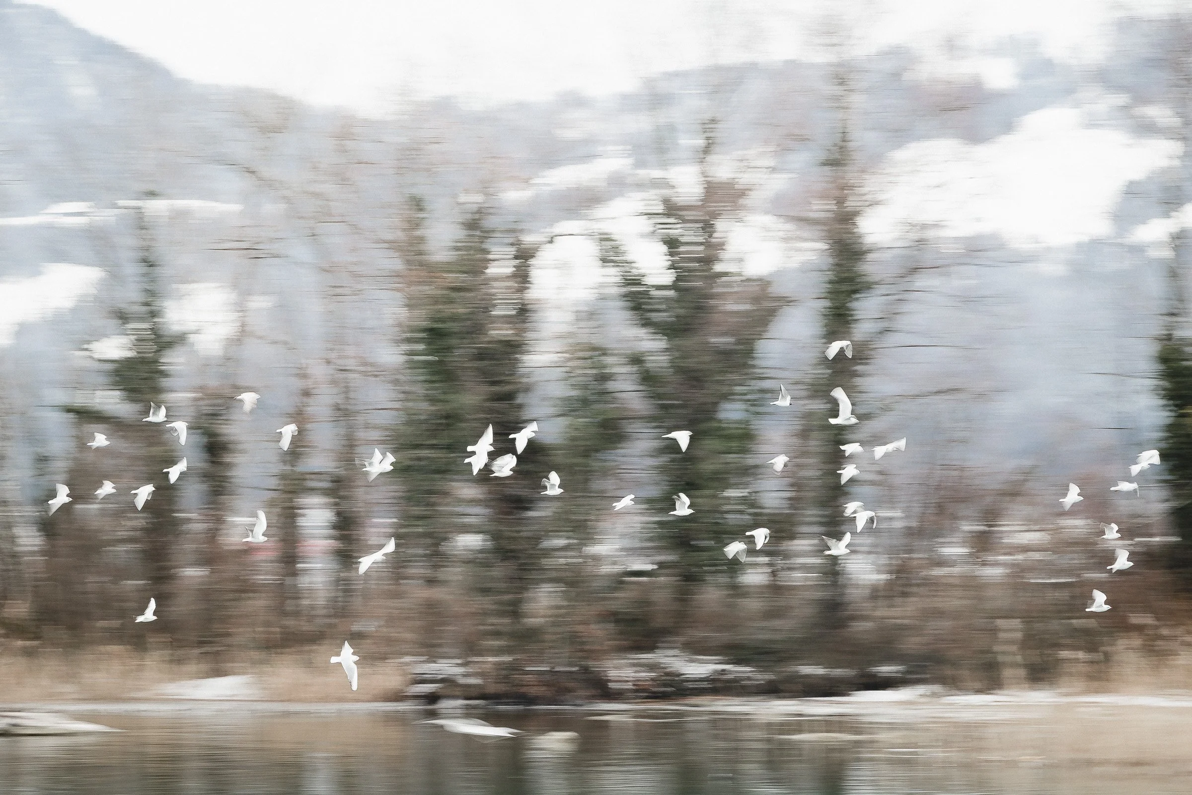 julia-camardese-nature-18.jpg