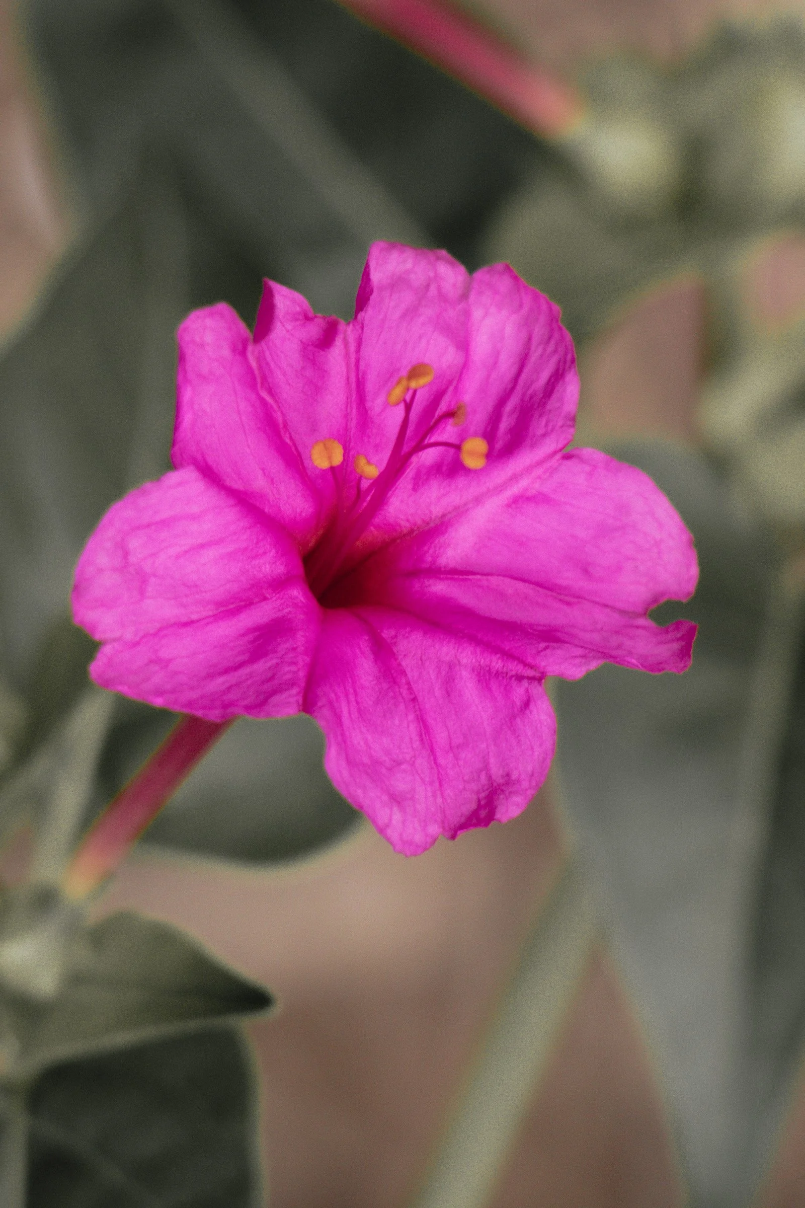 julia-camardese-bloom-26.jpg