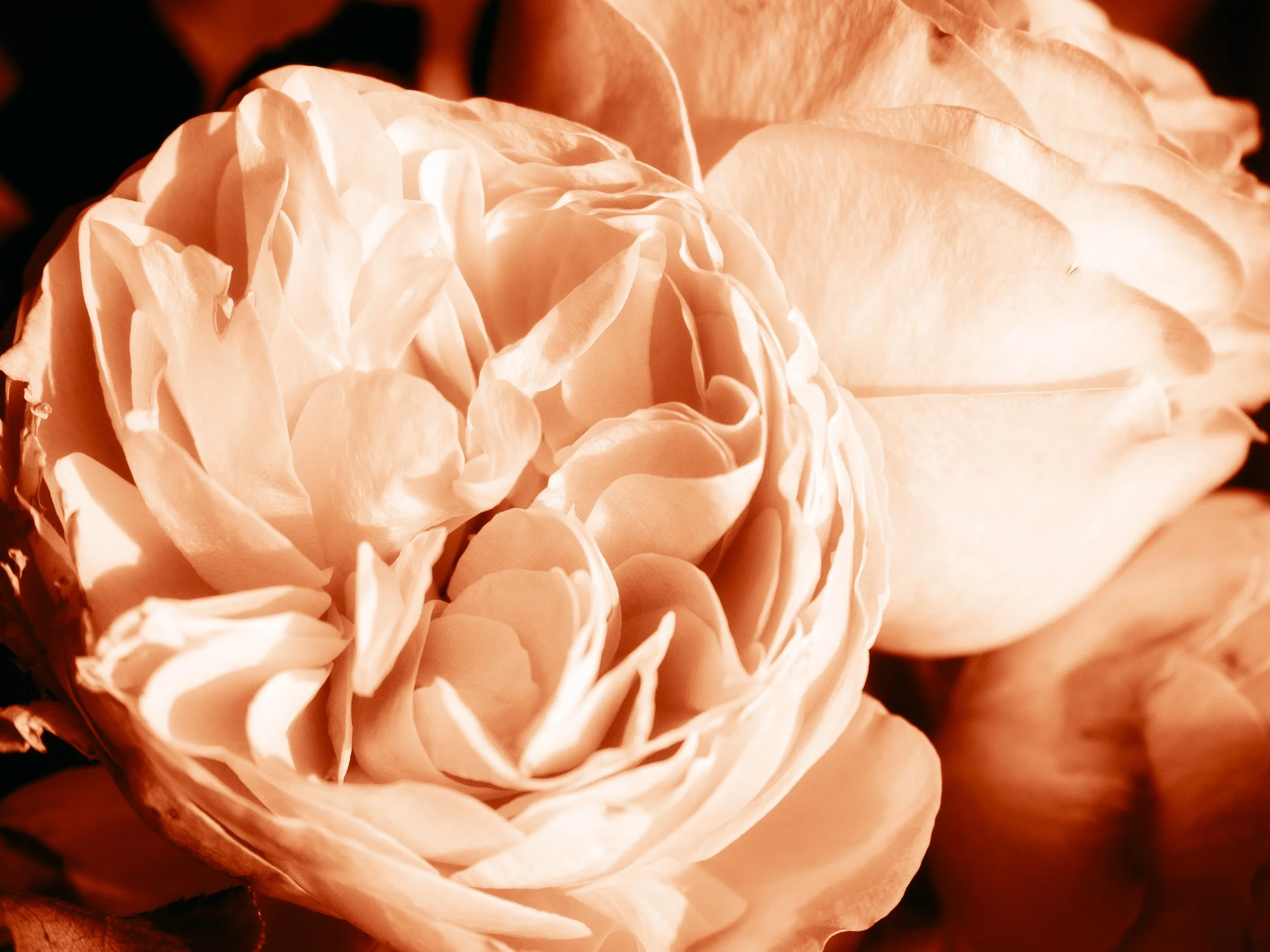 julia-camardese-roses-26.jpg