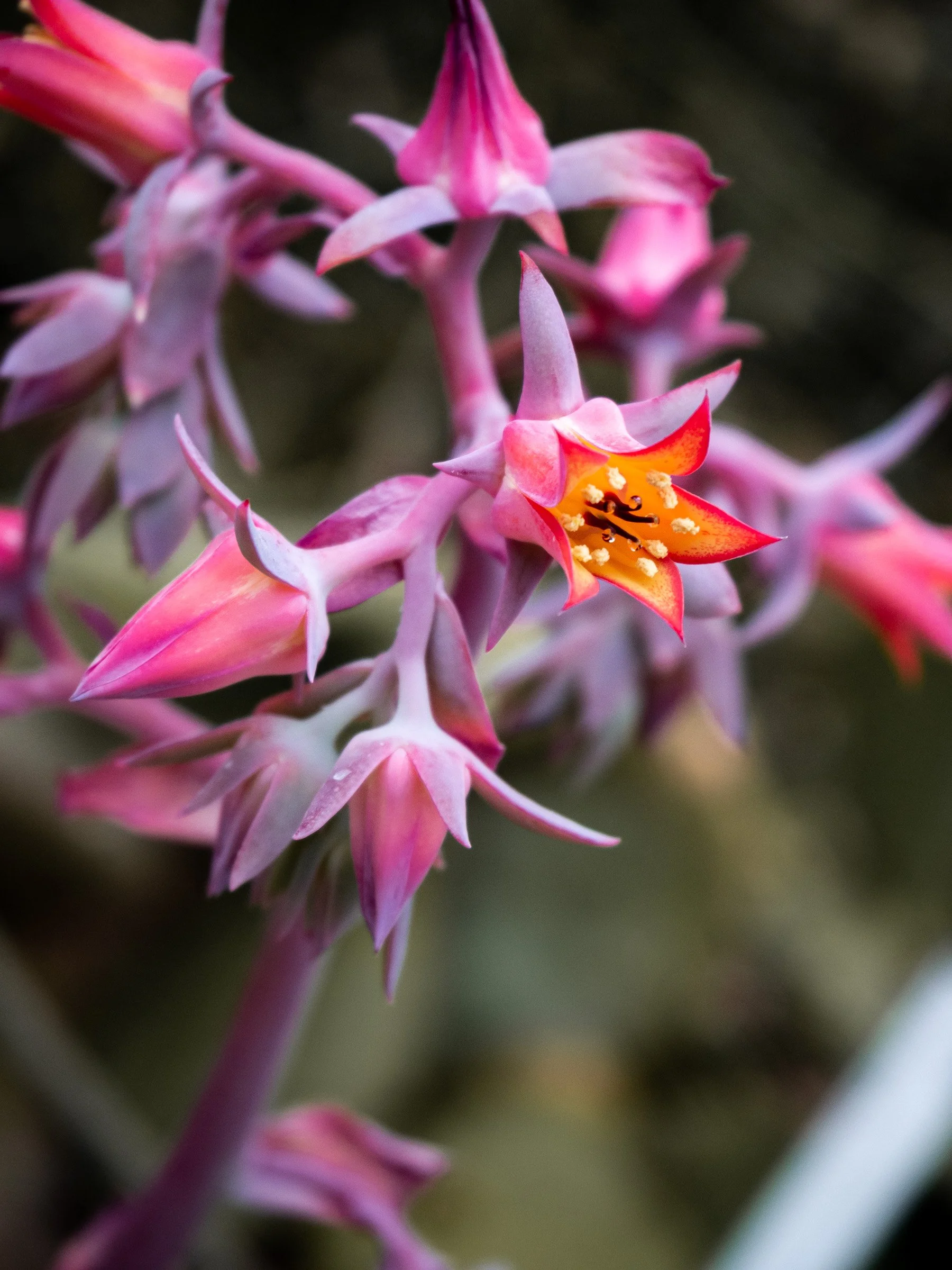 julia-camardese-in-bloom-18.jpg
