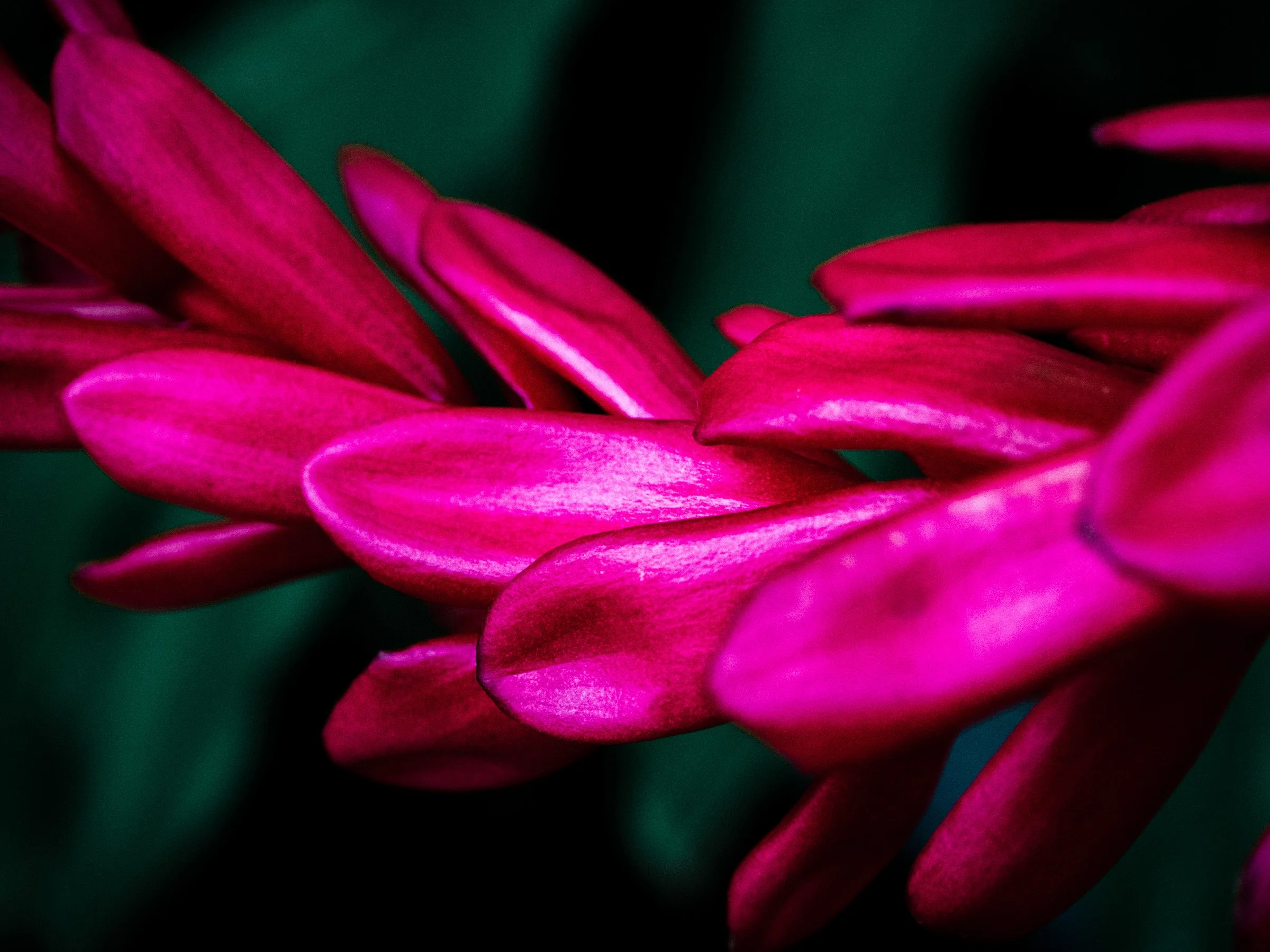 julia-camardese-in-bloom-10.jpg