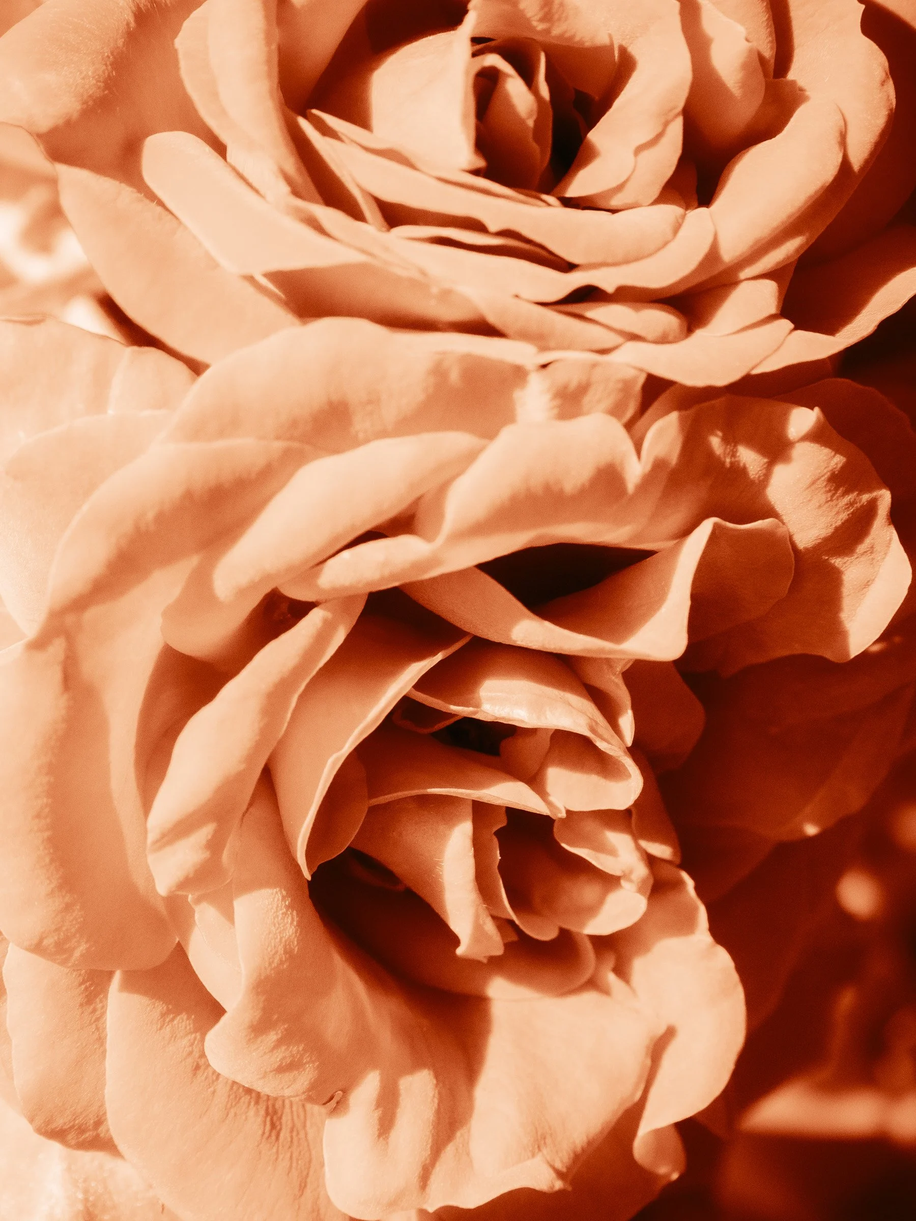 julia-camardese-roses-11.jpg