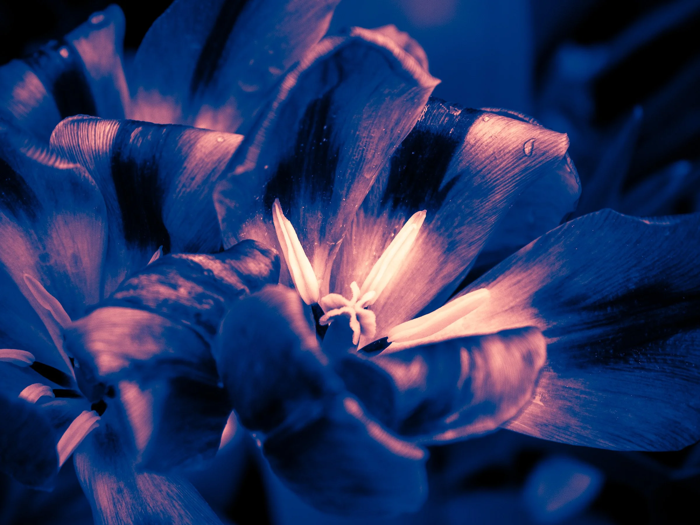 julia-camardese-tulips-05.jpg