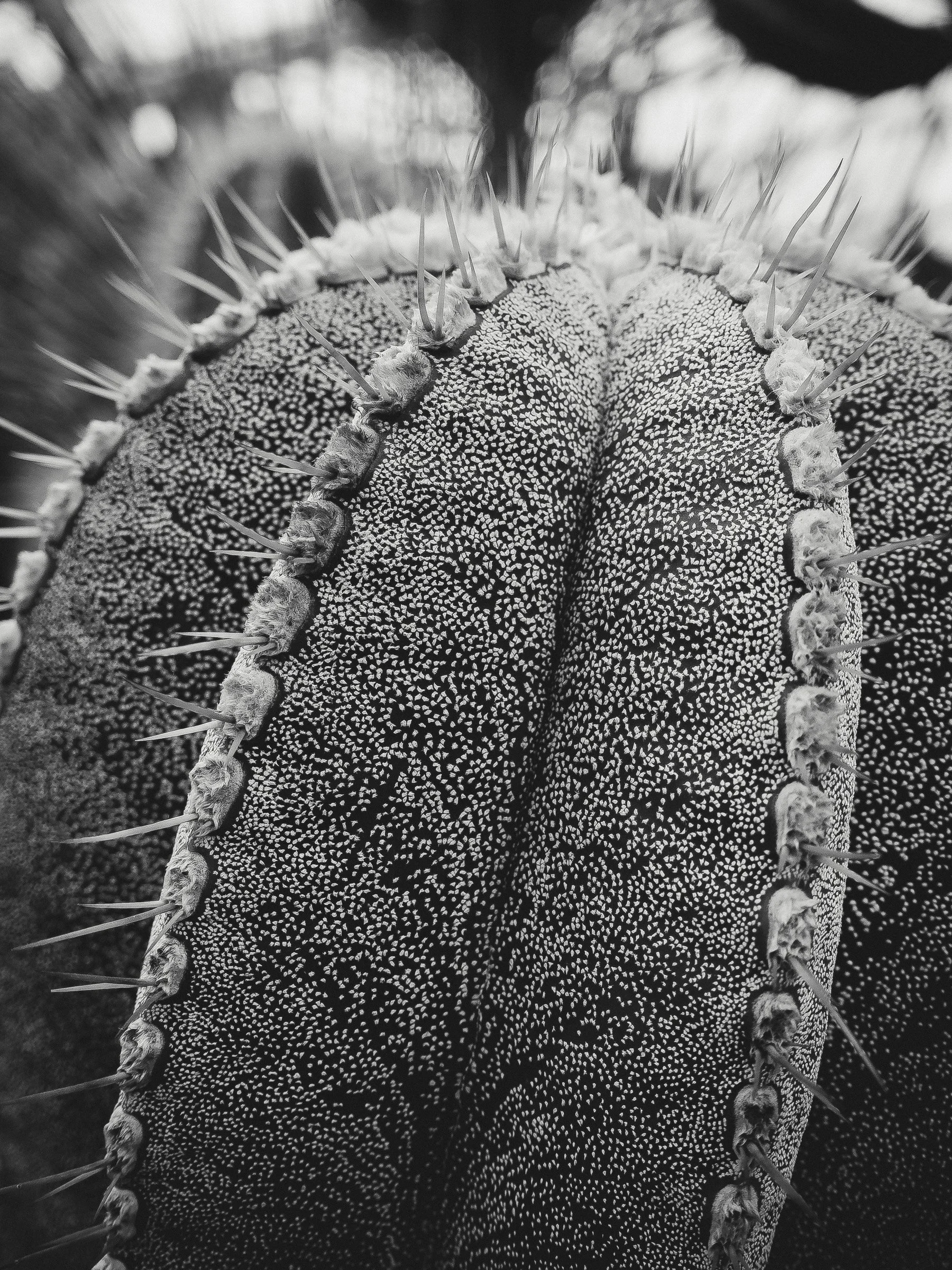 julia-camardese-nature-10.jpg
