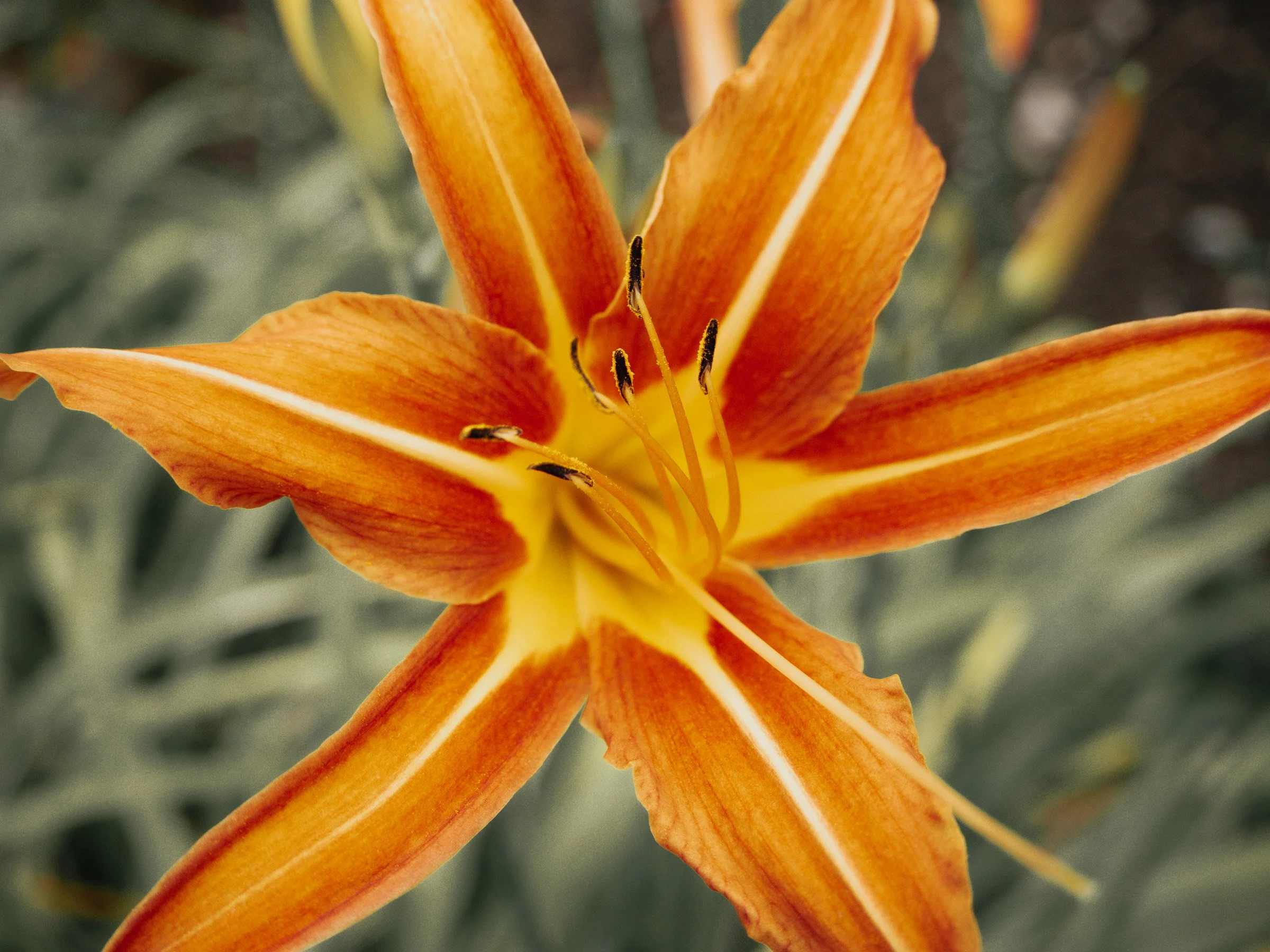 julia-camardese-bloom-15.jpg
