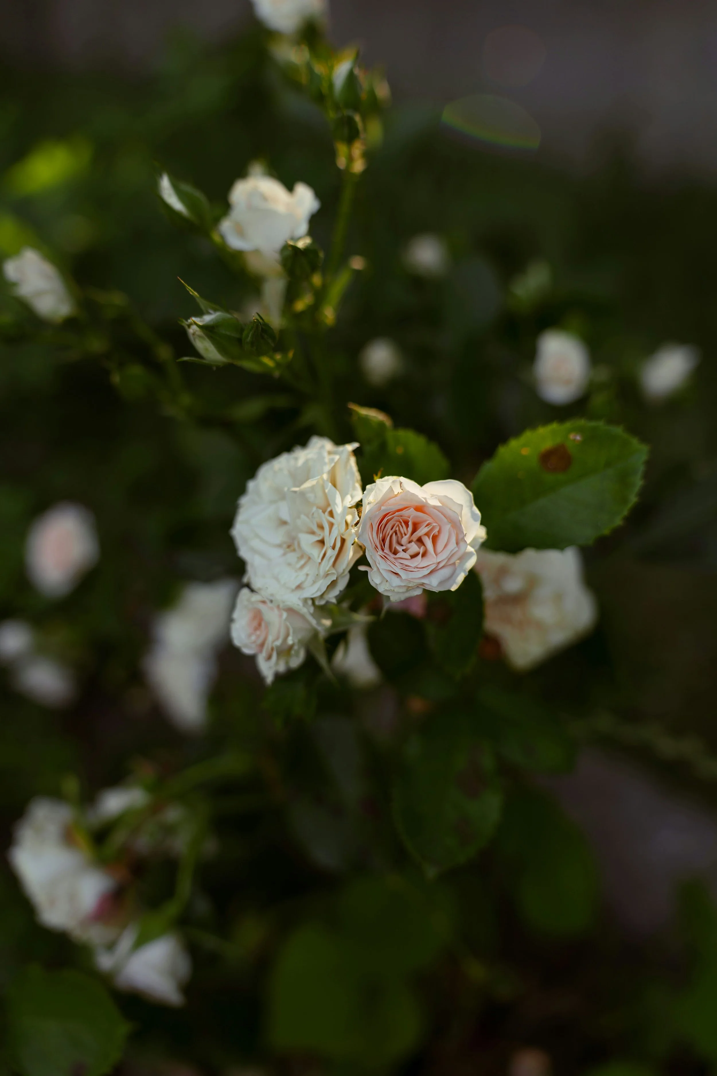 Beautiful white & pink rose.jpg