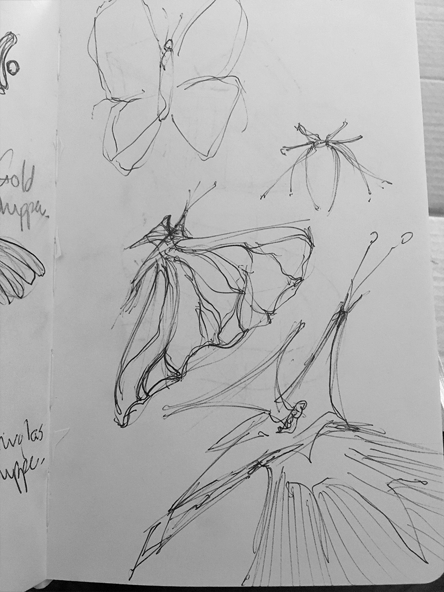 Pencil sketches of butterflies on paper