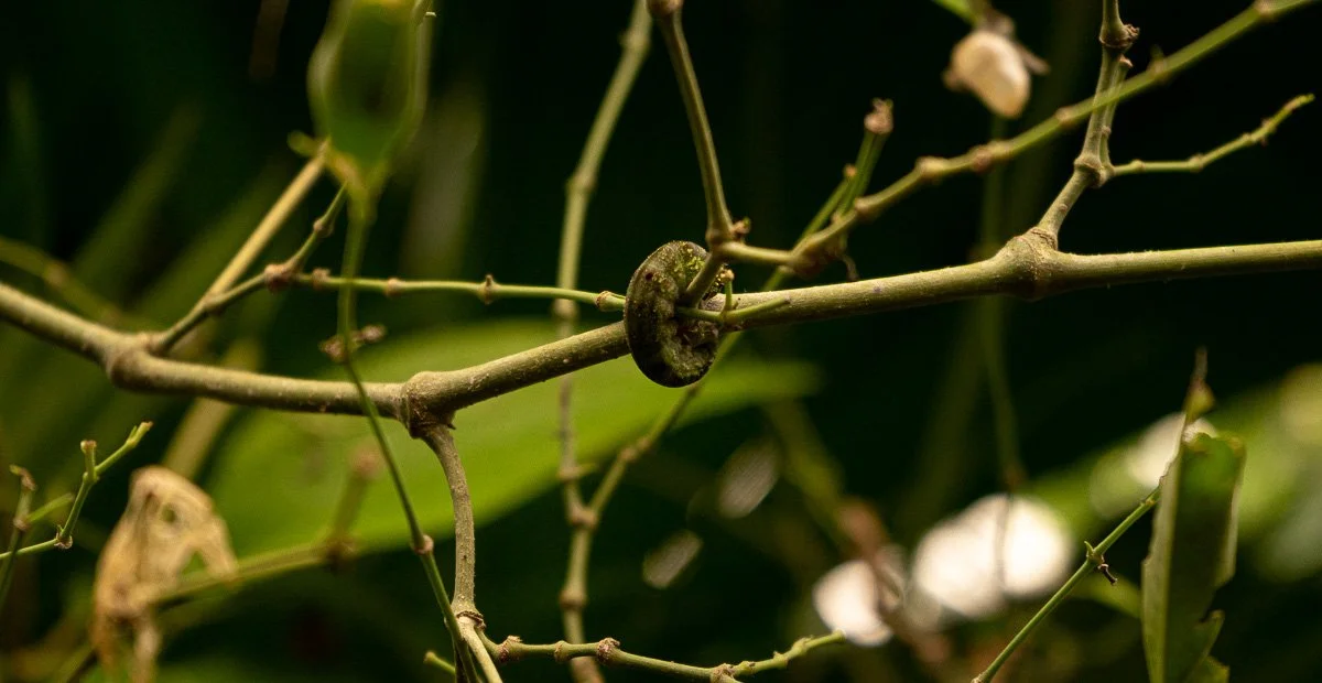 COCOON-8.jpg