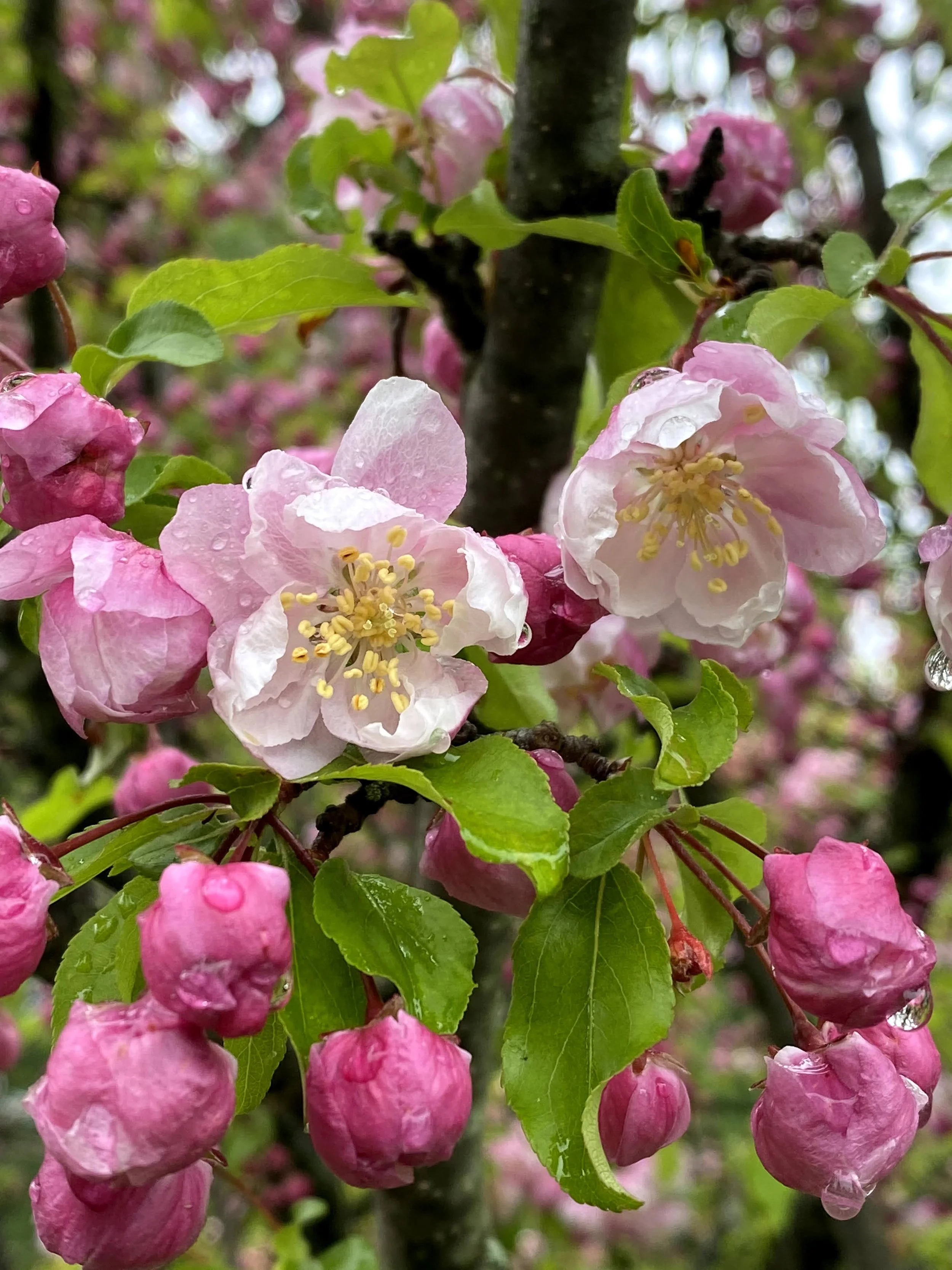 Wheel of the Year Community Gatherings: Beltane Gathering