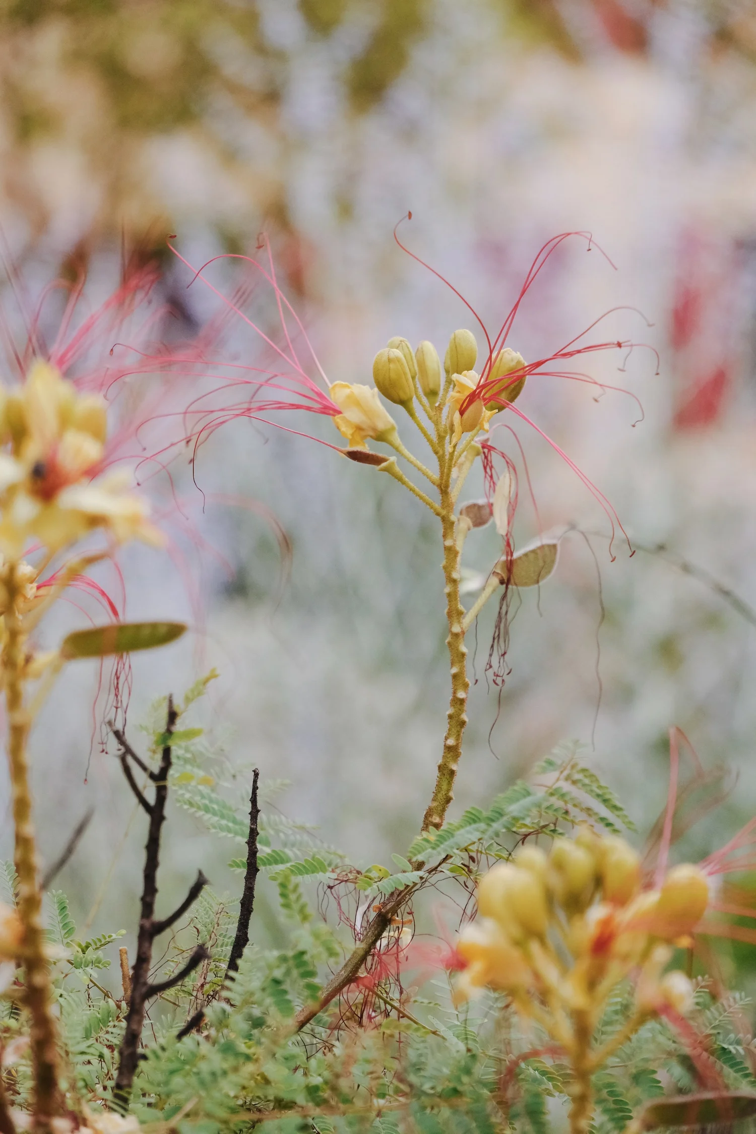Madrona gardens