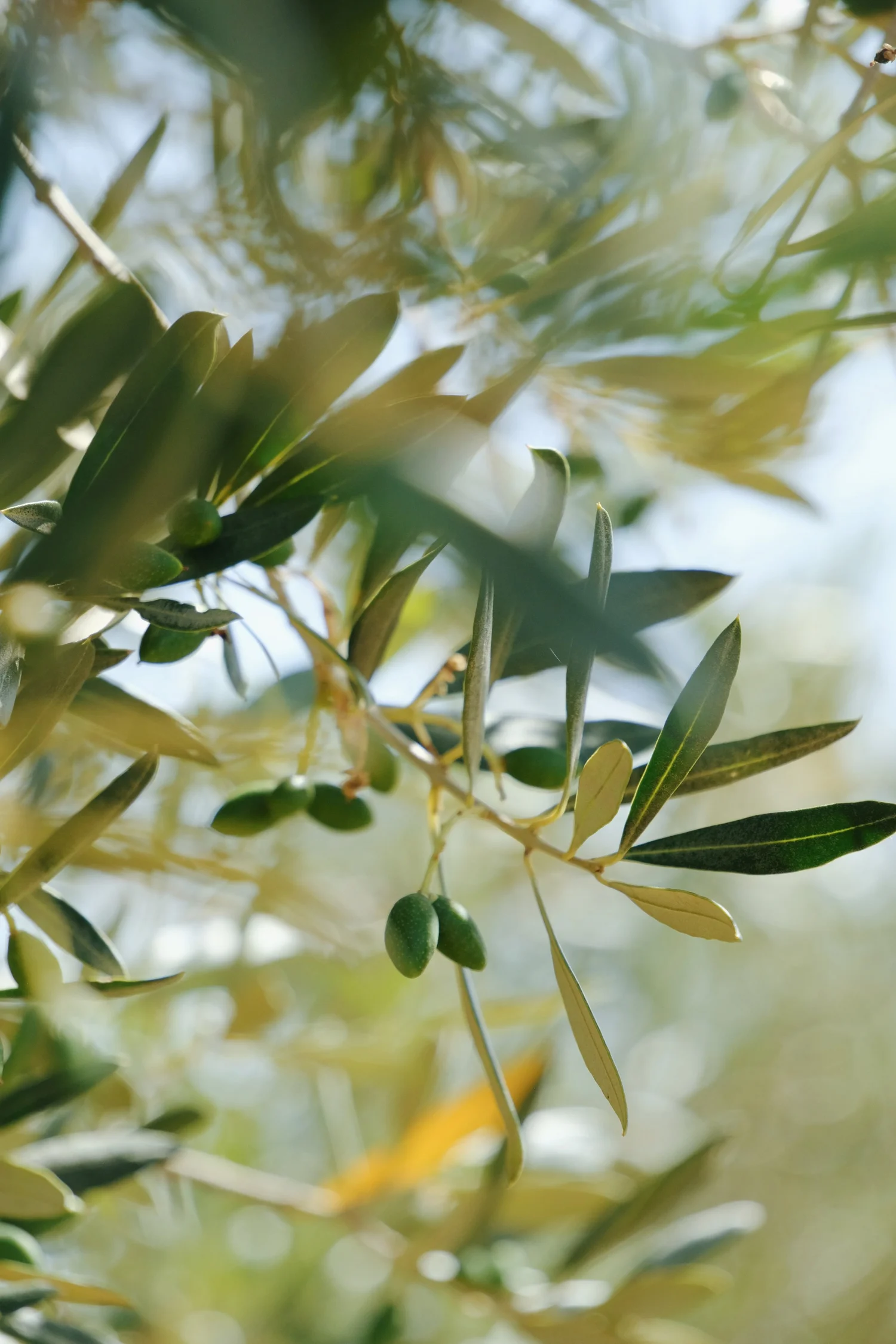 Olive farming at Querubi