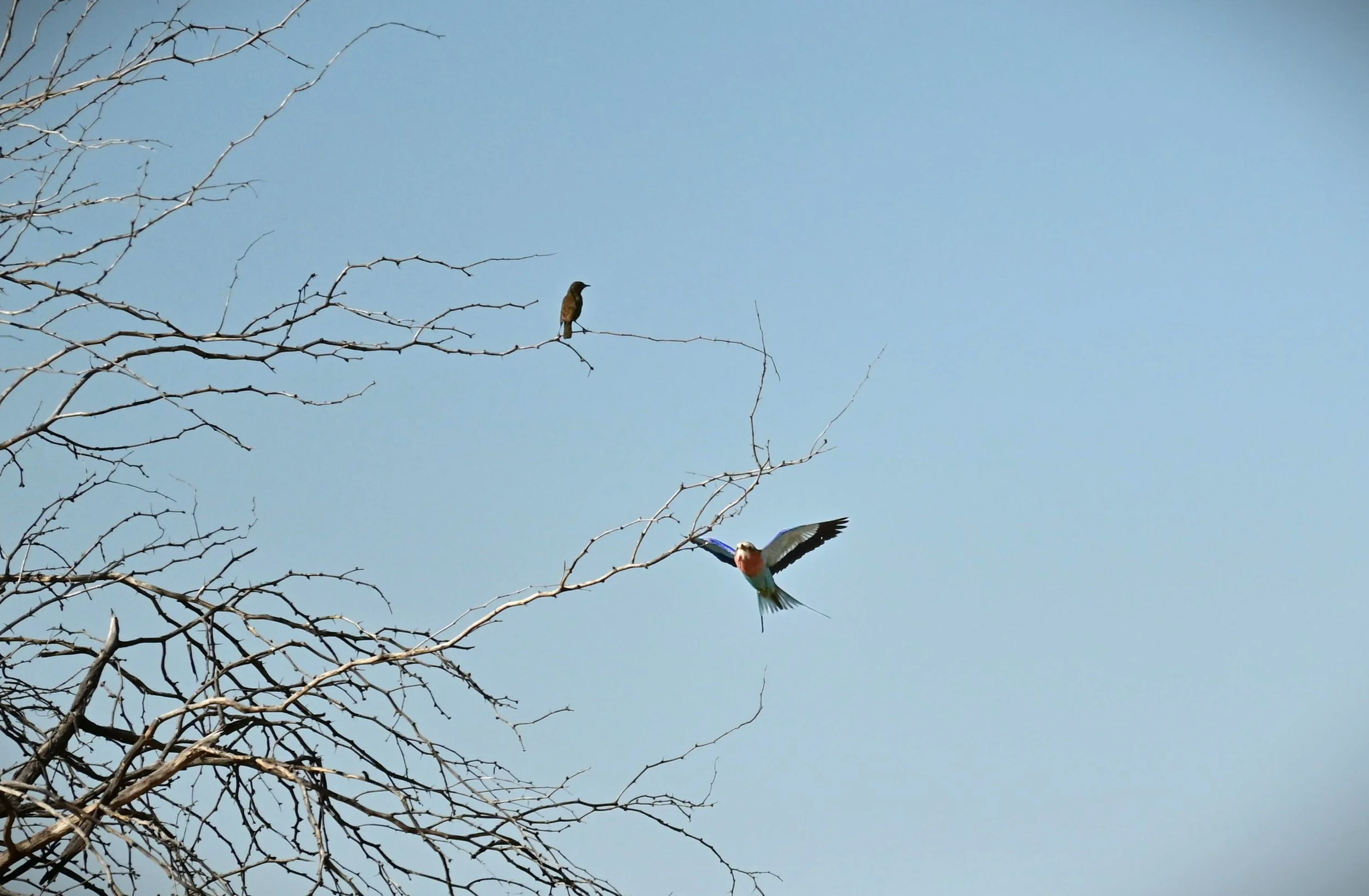 Lilac-Breasted Roller (Coracias caudatus), LC, KRC