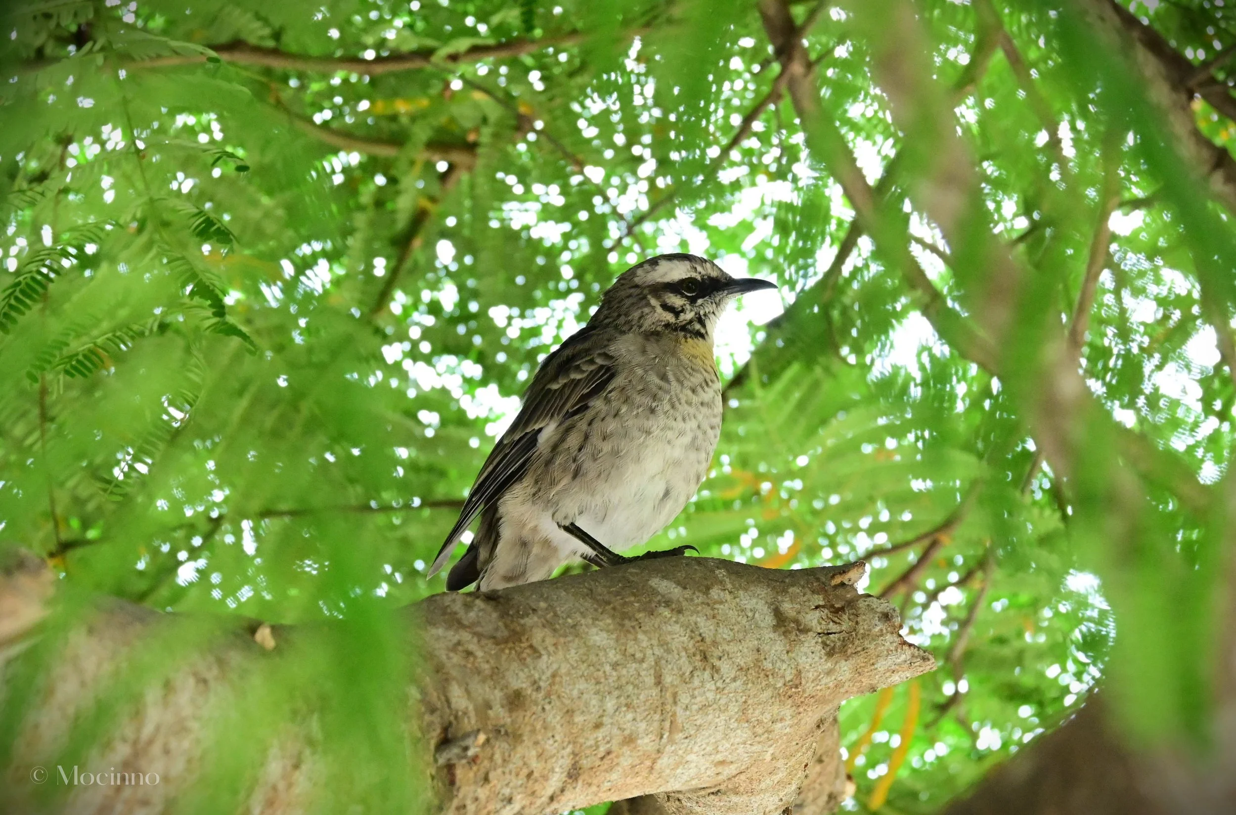 Long-tailed Mockingbird (Mimus longicaudatus), LC, Lima