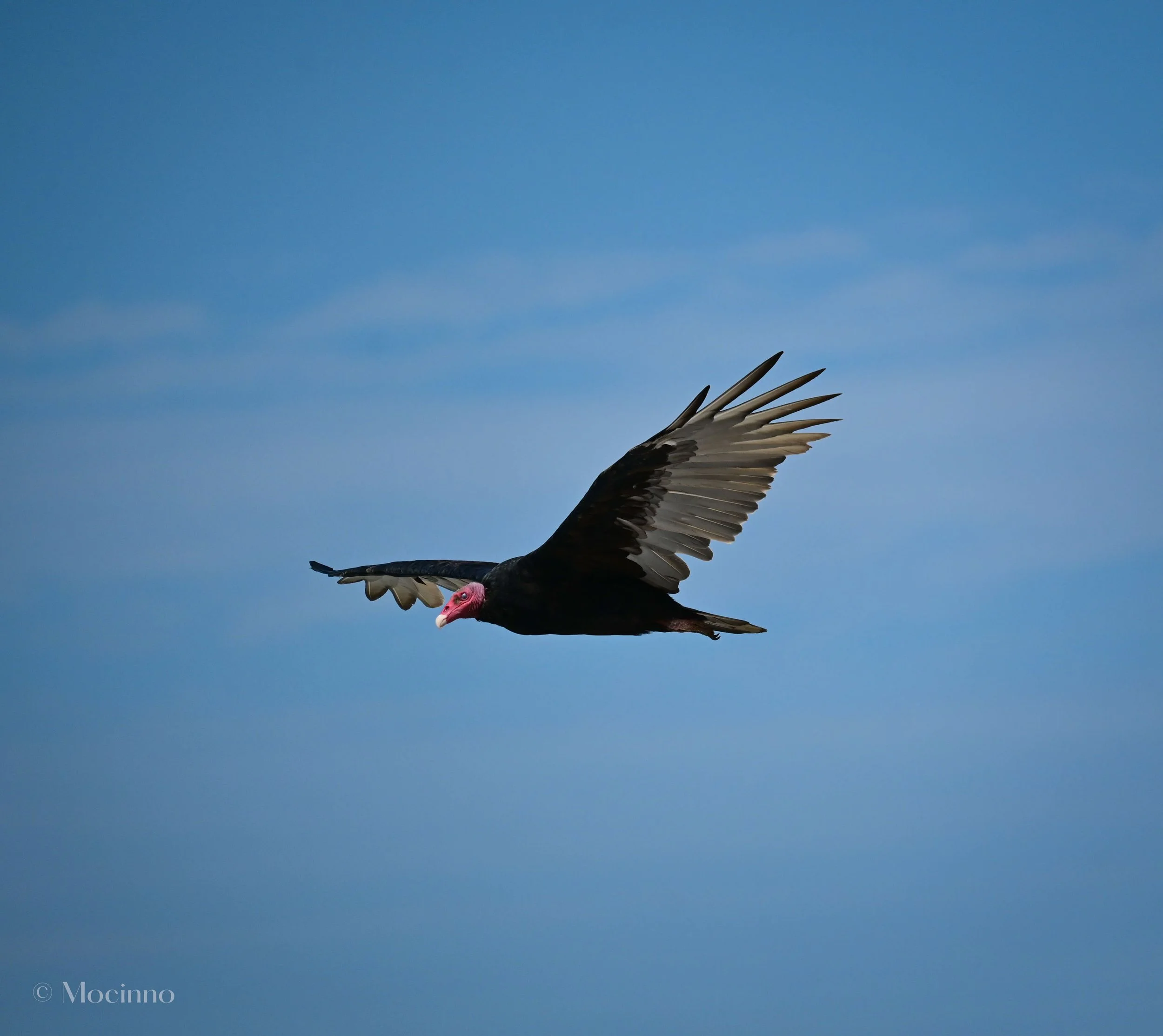 Tukey Vulture (Cathartes aura), LC,
Playa Roja, Perú