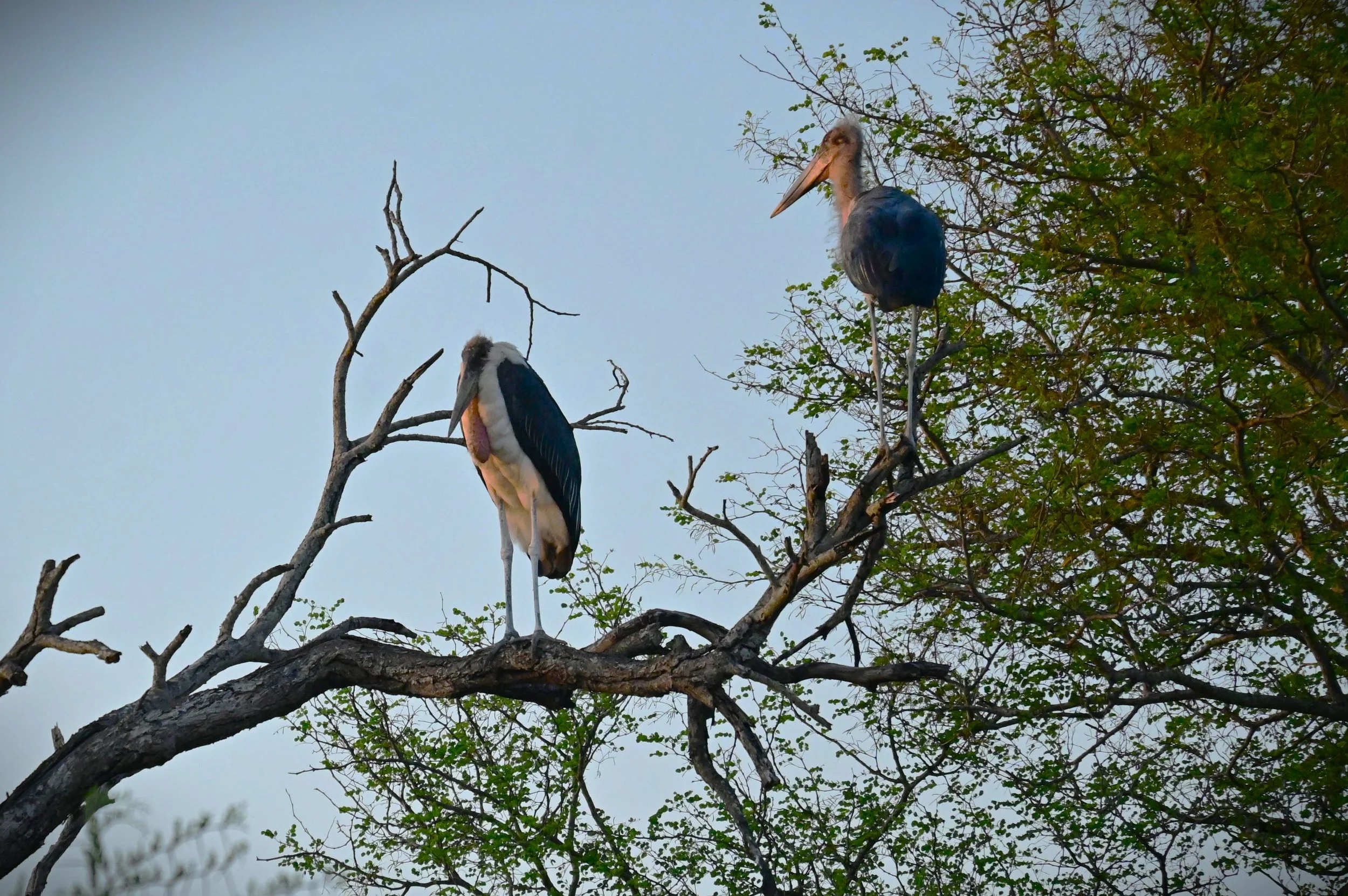 Marabou Stork (Leptoptilos crumenifer), LC, Kruger National Park