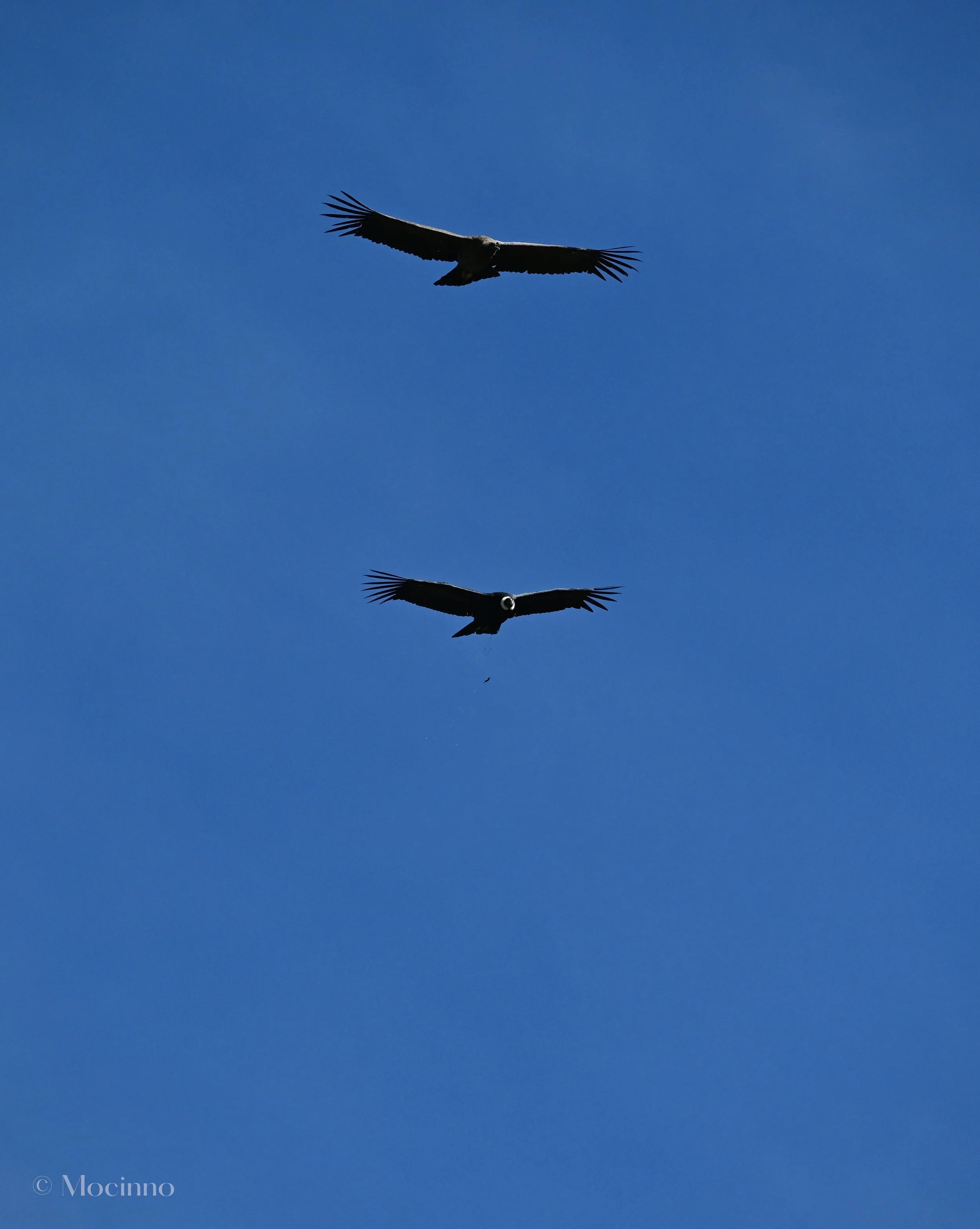 Andean Condor (Vultur gryphus), VU, Mirador Cruz del Cóndor, Cañón del Colca
