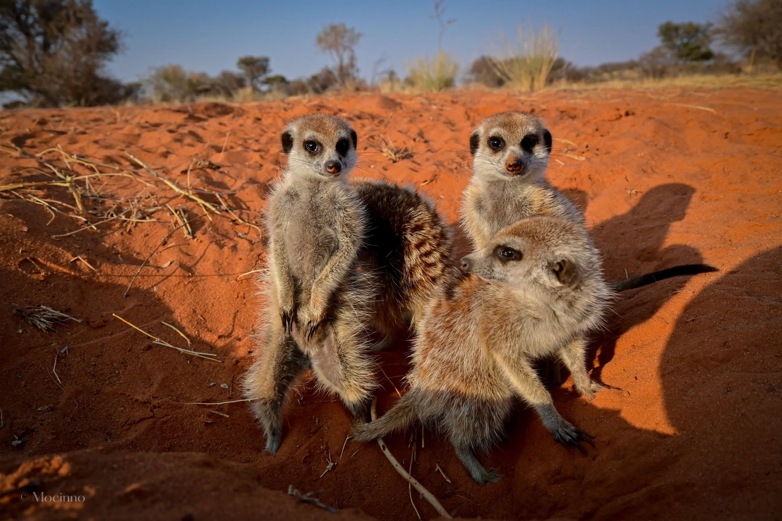 One of the study groups emerging from their burrow in the morning.
