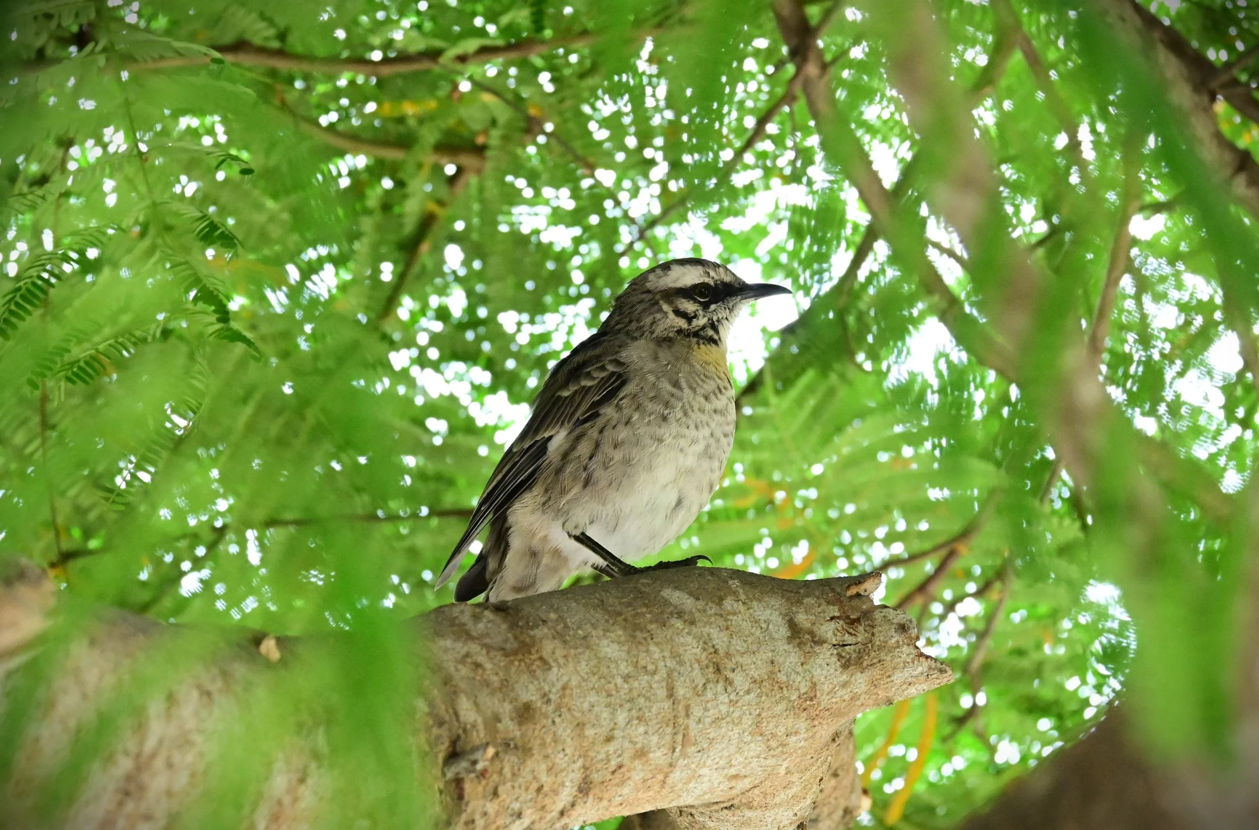 Long-tailed Mockingbird (Mimus longicaudatus), LC,
Lima, Perú