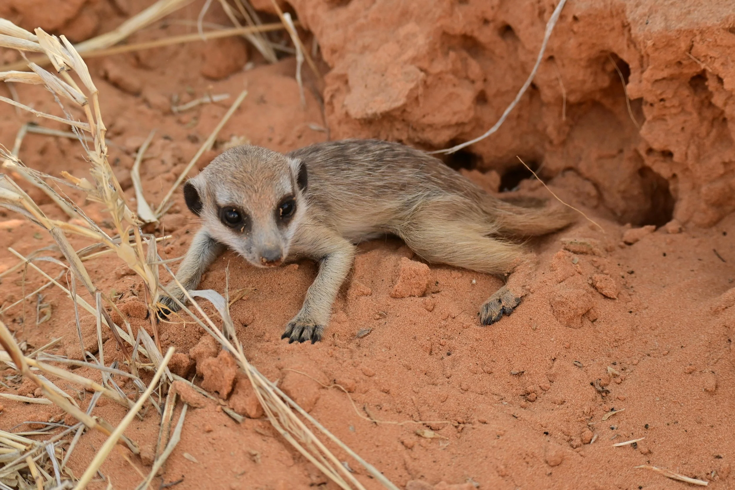 A pup, cooling in the shade. Pups would only emerge from the natal burrows when they are around 3-4 weeks old.