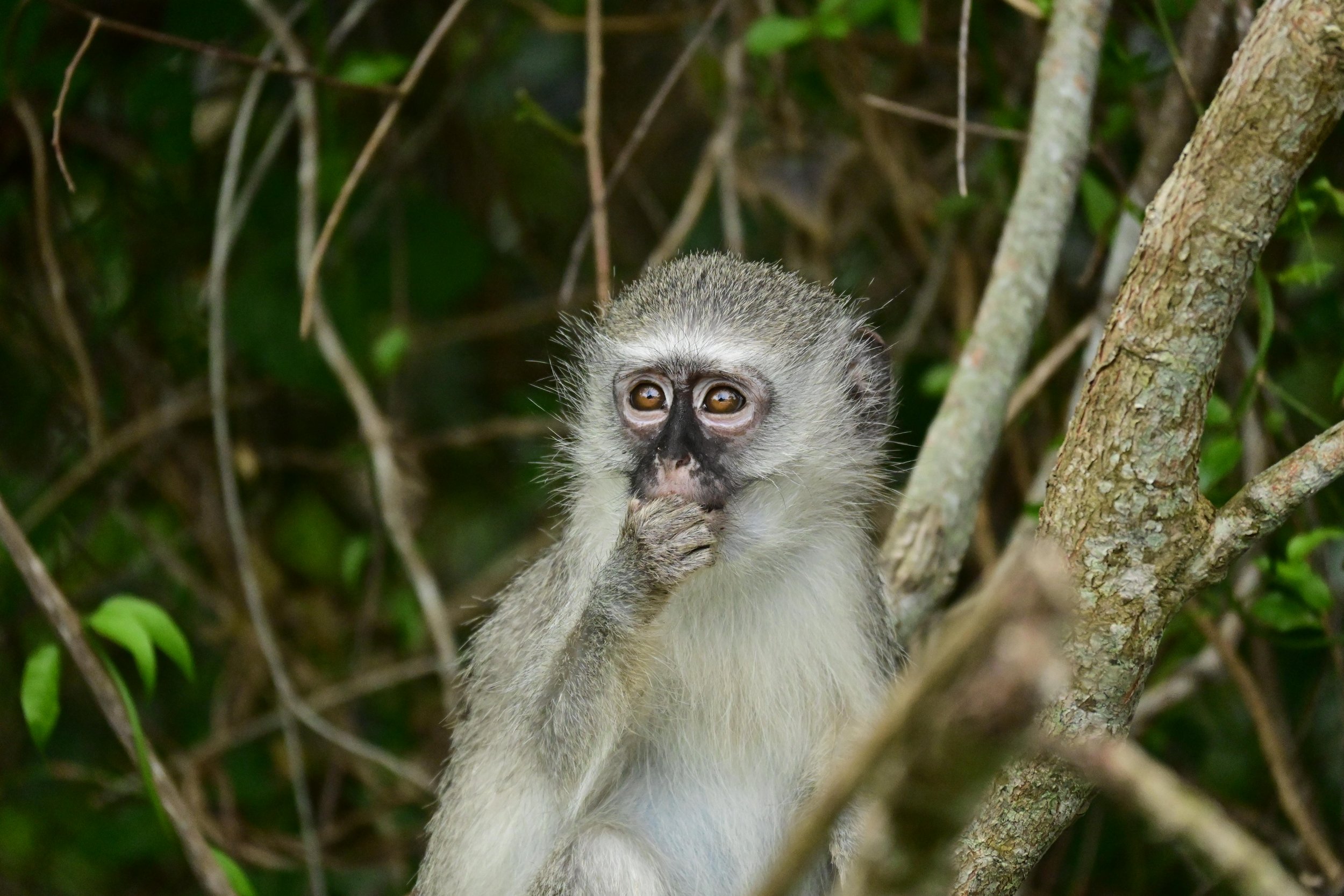 iSimangaliso Wetland Park