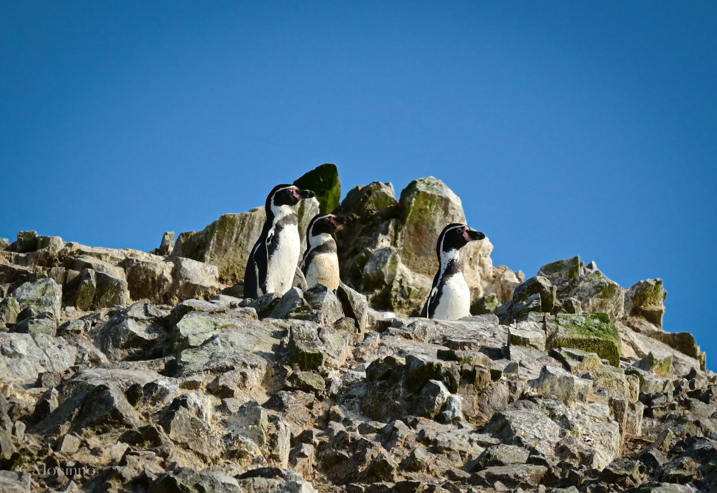 Humboldt penguin (Spheniscus humboldti), VU, Islas Ballestas