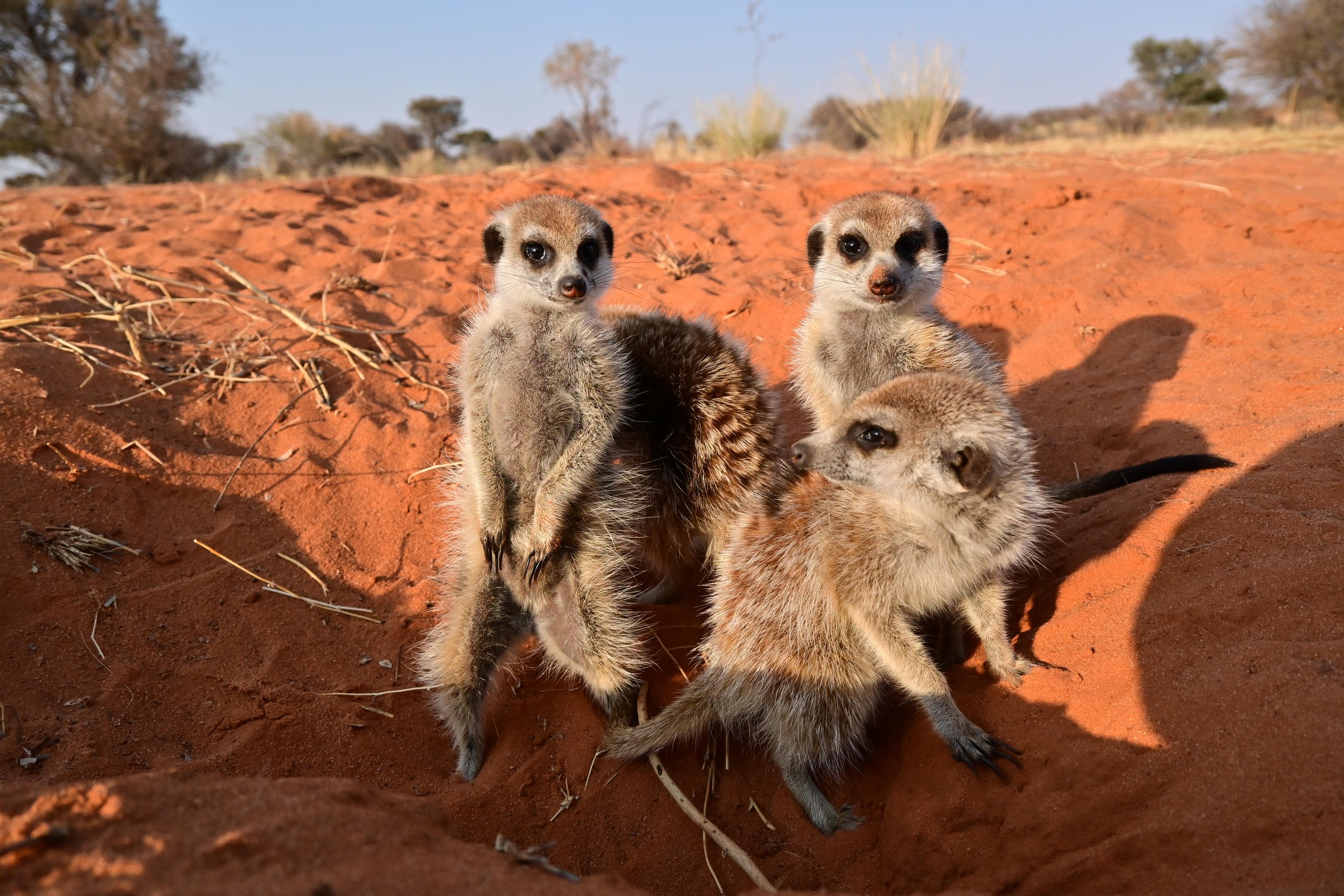 Group "Runaways" emerging from the burrow in the morning. KRC