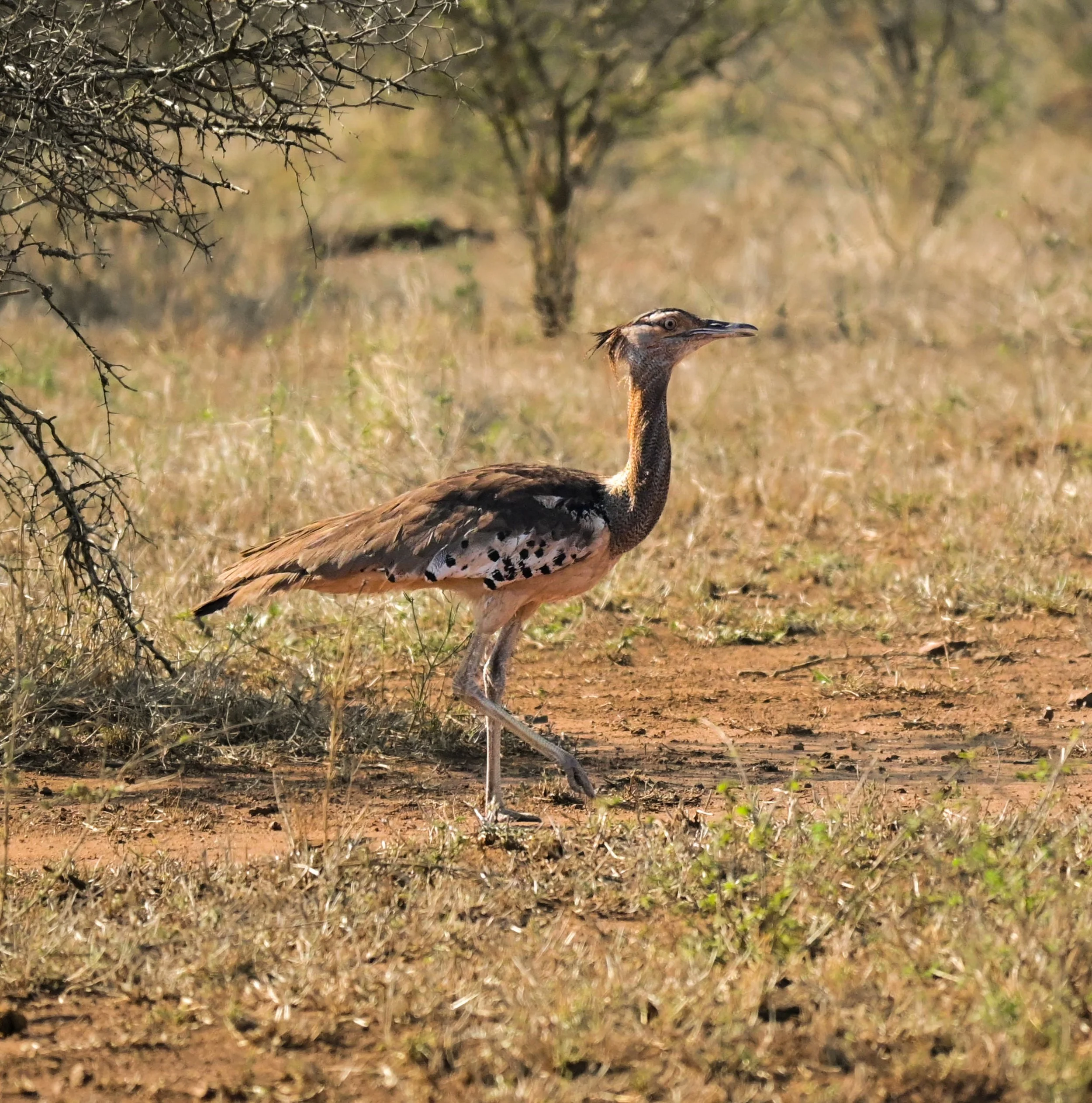 Kori Bustard (Ardeotis kori), NT, Kruger National Park