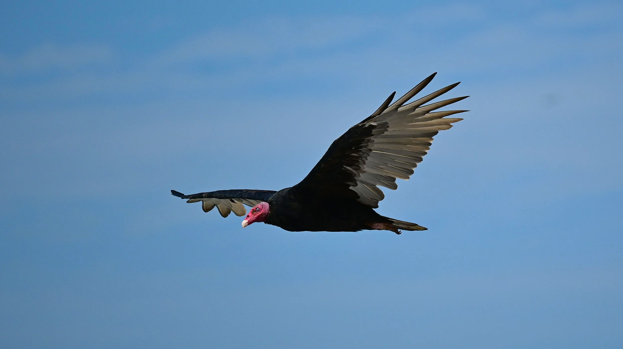 Tukey Vulture (Cathartes aura), LC,
Playa Roja, Perú