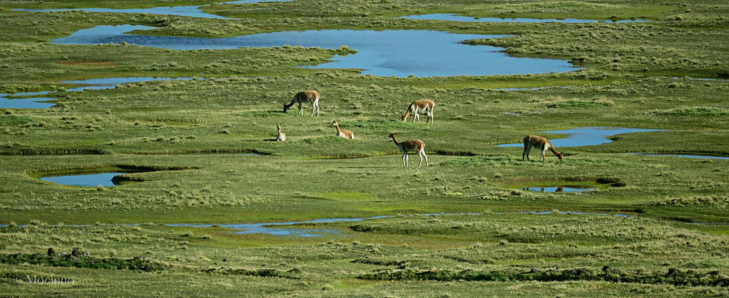 A herd of Vicuña (Lama vicugna), LC