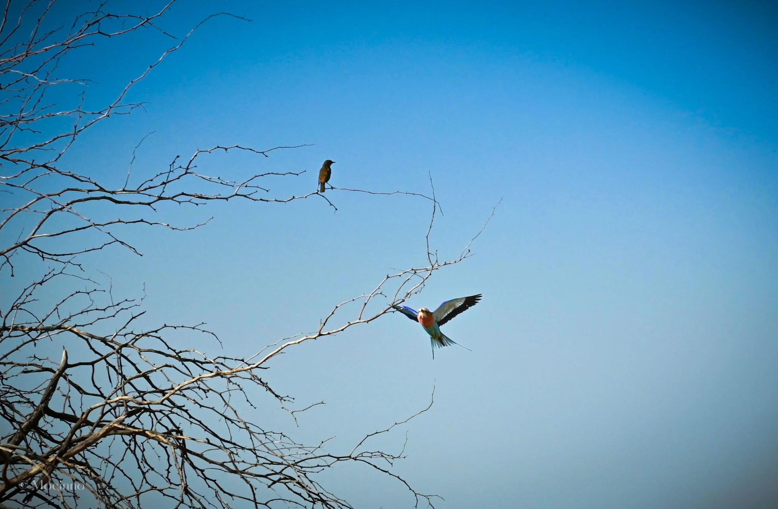 Lilac-Breasted Roller (Coracias caudatus), LC