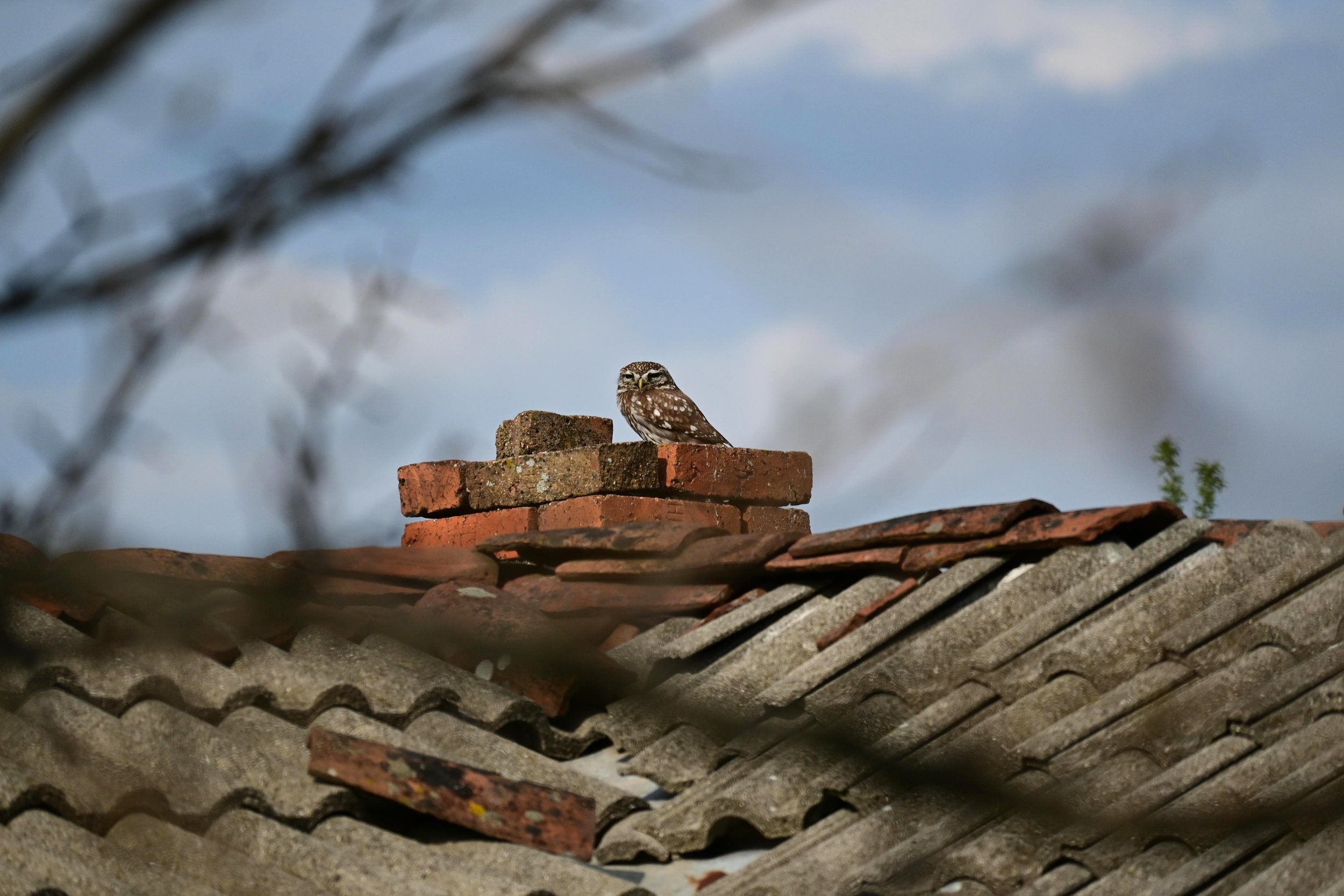 Little Owl (Athene noctua), LC, Borislavtsi, Bulgaria