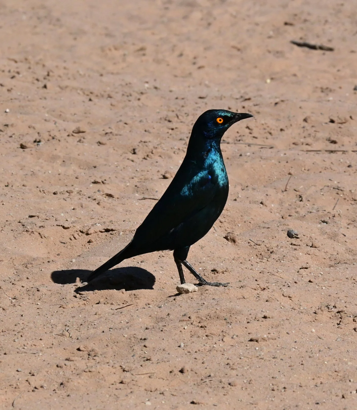 Cape Glossy Starling (Lamprotornis nitens), LC, KRC