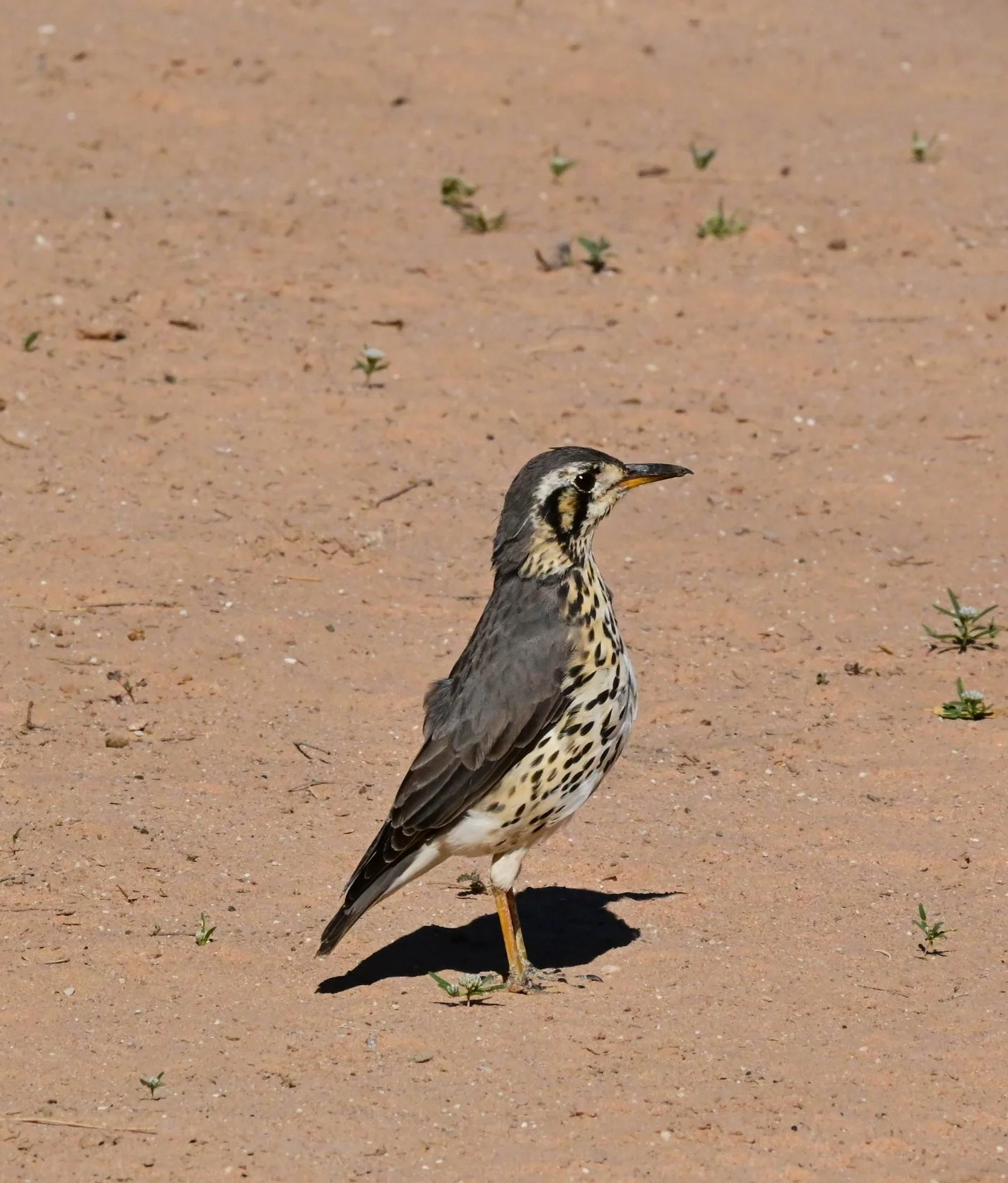 Groundscraper thrush (Psophocichla litsitsirupa), LC, KRC