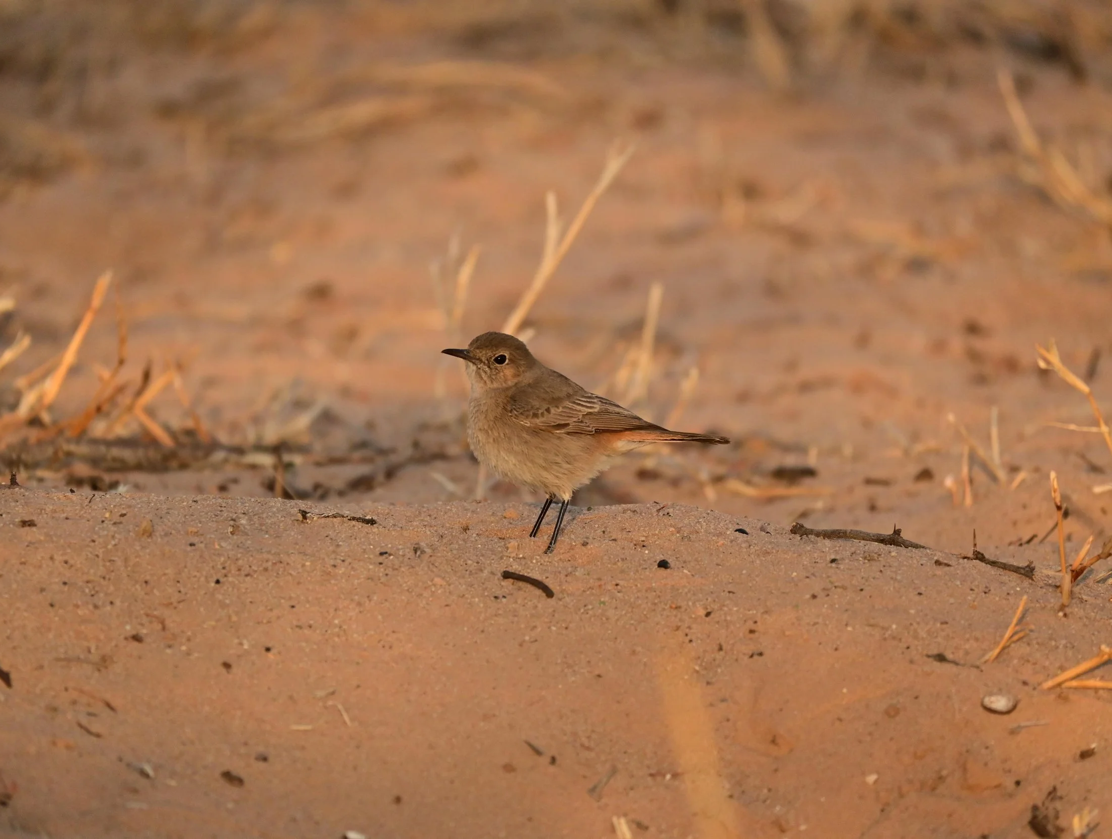 Familiar chat (Oenanthe familiaris), LC, KRC