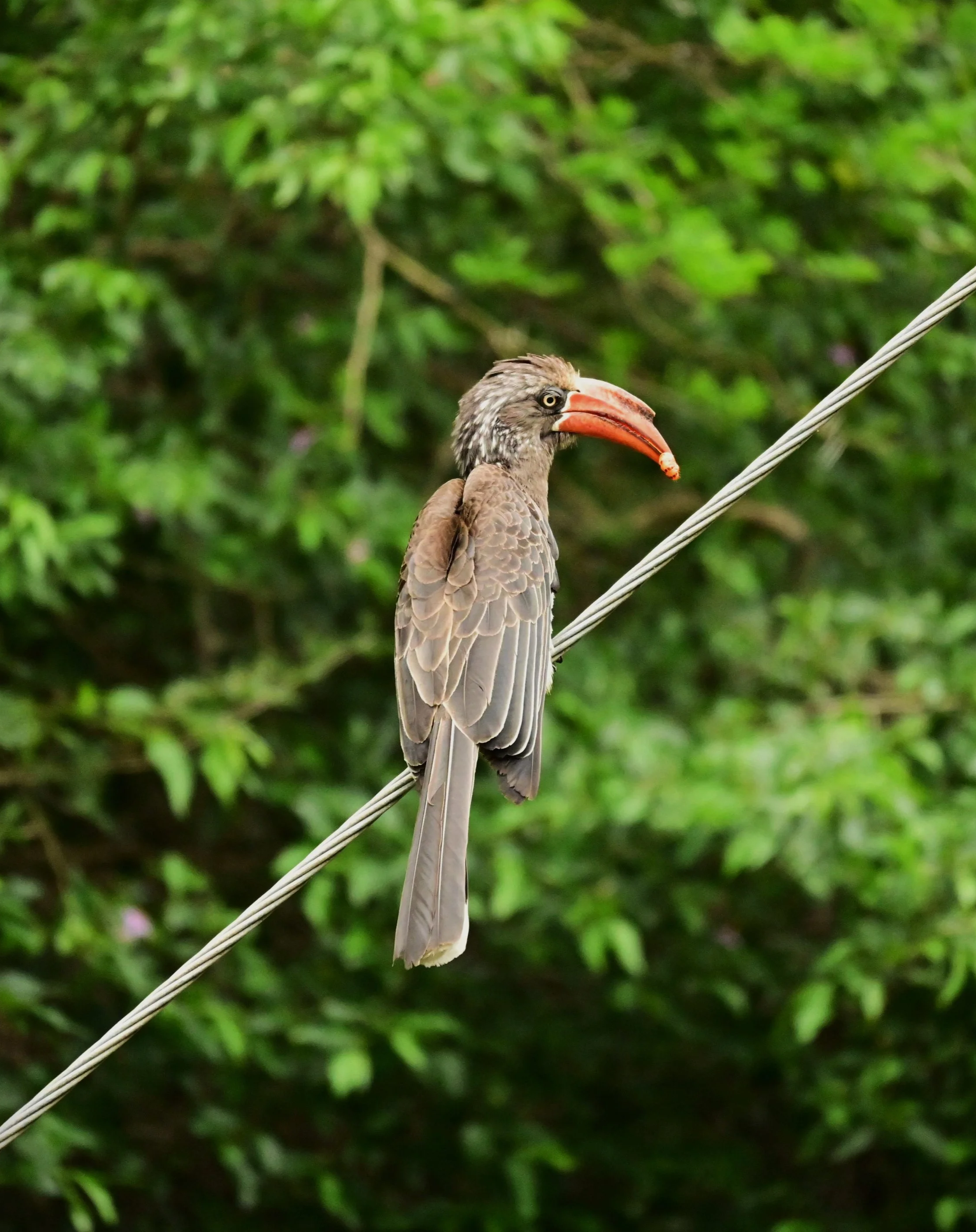 Crowned hornbill (Lophoceros alboterminatus), LC, iSimangaliso Wetland Park
