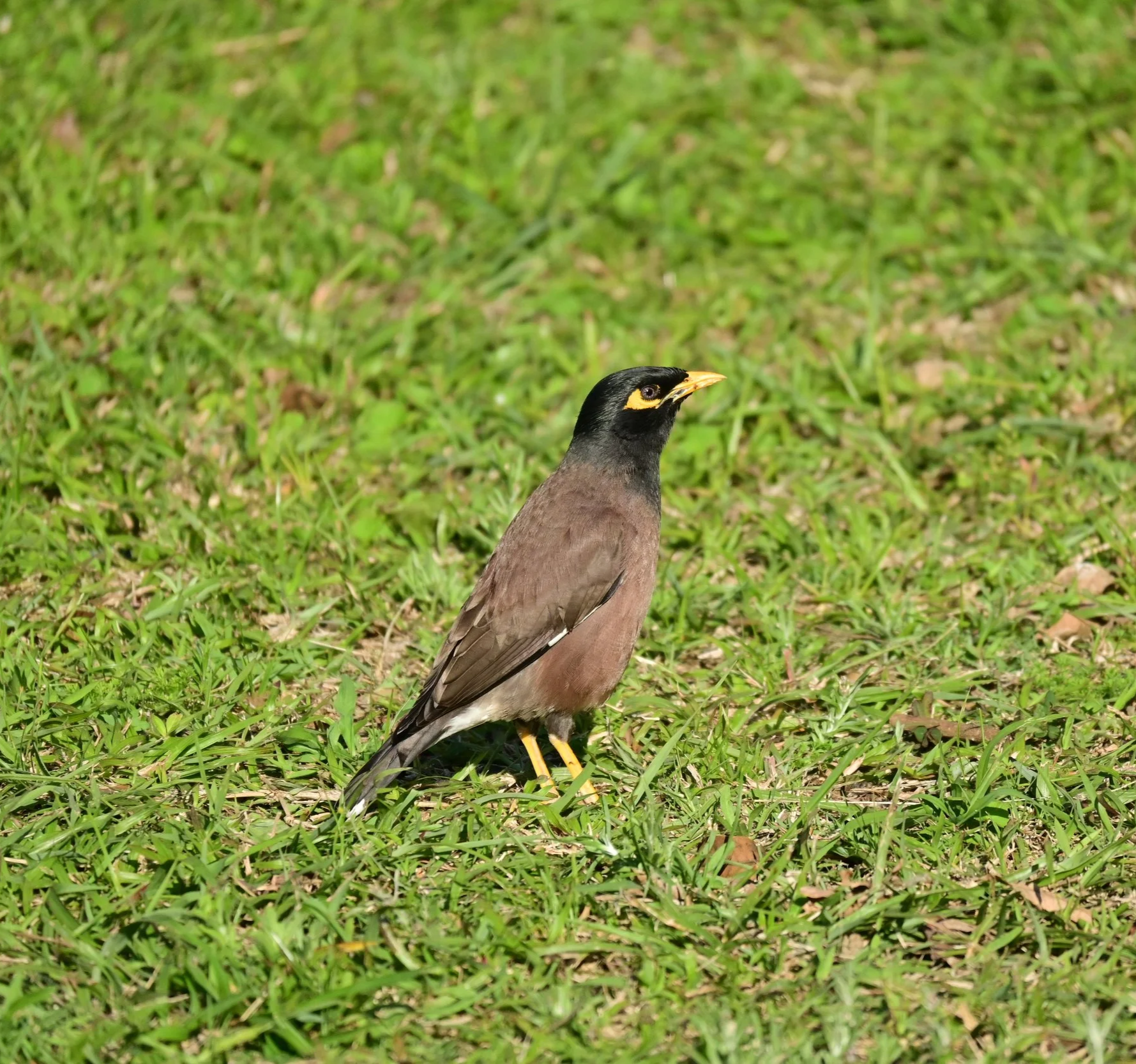 Common myna (Acridotheres tristis), LC, Drakensberg Mountains